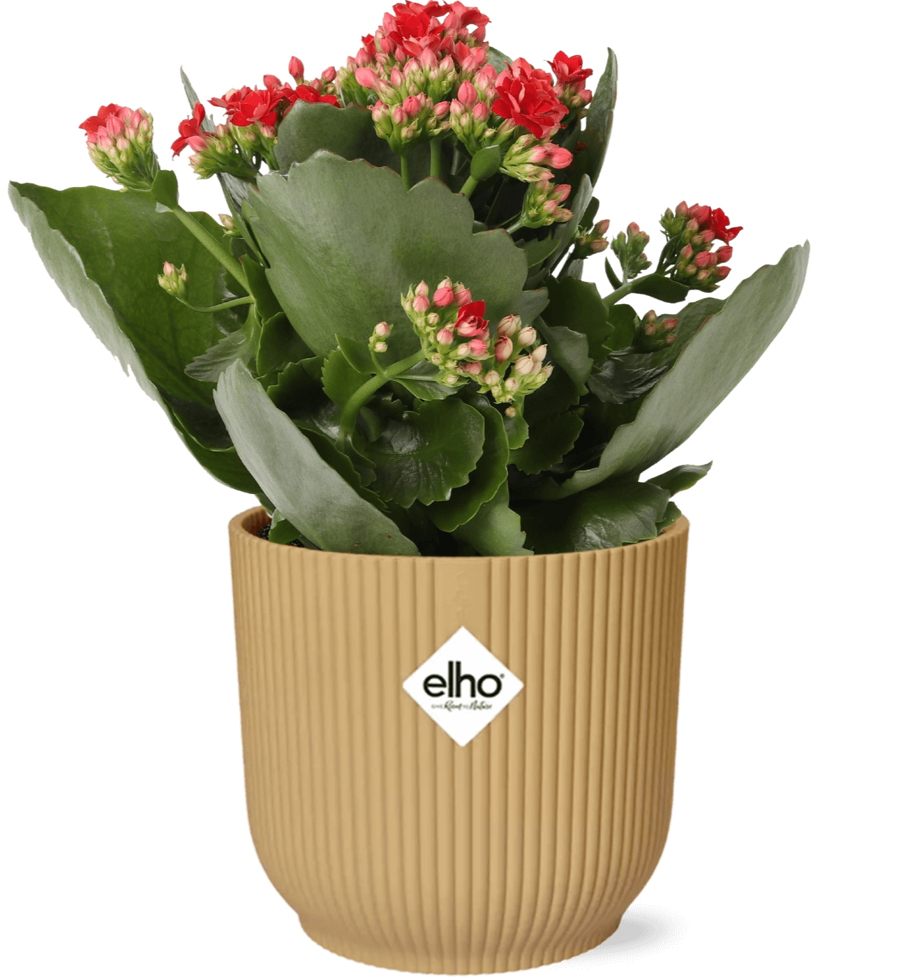 Kalanchoe Rosalina Don Justino Rood + ELHO Vibes Fold 14cm geel in een gele ribbed plantenpot met groene bladeren en rode bloemen.