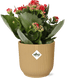 Kalanchoe