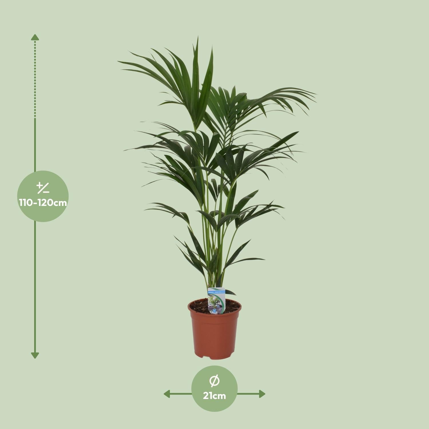 Howea forsteriana - Ø21cm - ↕120cm - Ø21 - ↨120cm in a terracotta pot, green leaves, height 110-120 cm, indoor plant.