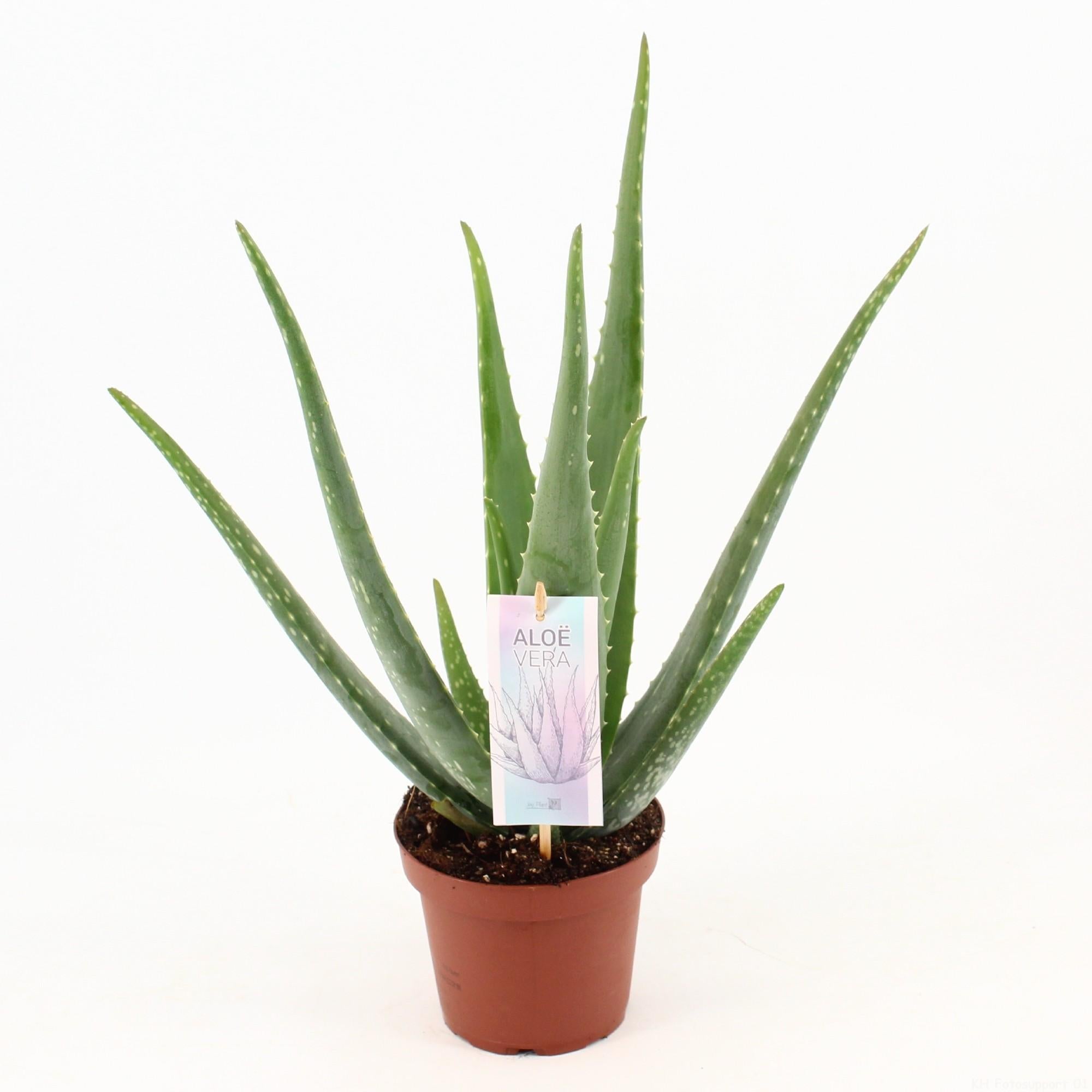 Aloe Vera P14 - Ø14cm - ↕45cm in a brown plant pot, showcasing thick green leaves in a bright setting, suitable for indoor use.