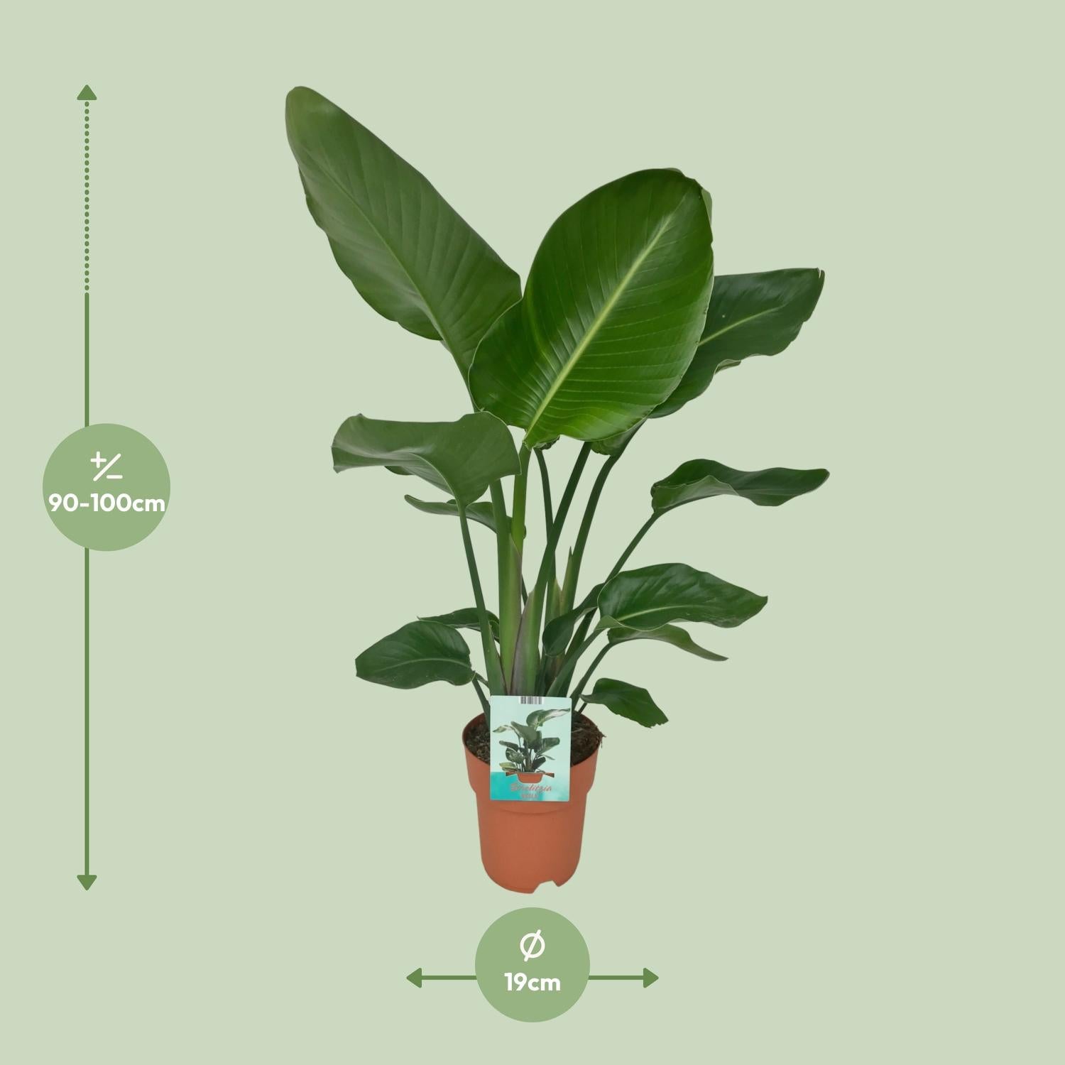 Strelitzia Nicolai - Bird of paradise plant - Ø19cm - ↕90cm in terracotta pot, large green leaves, indoor setting.