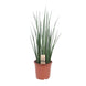 Sansevieria