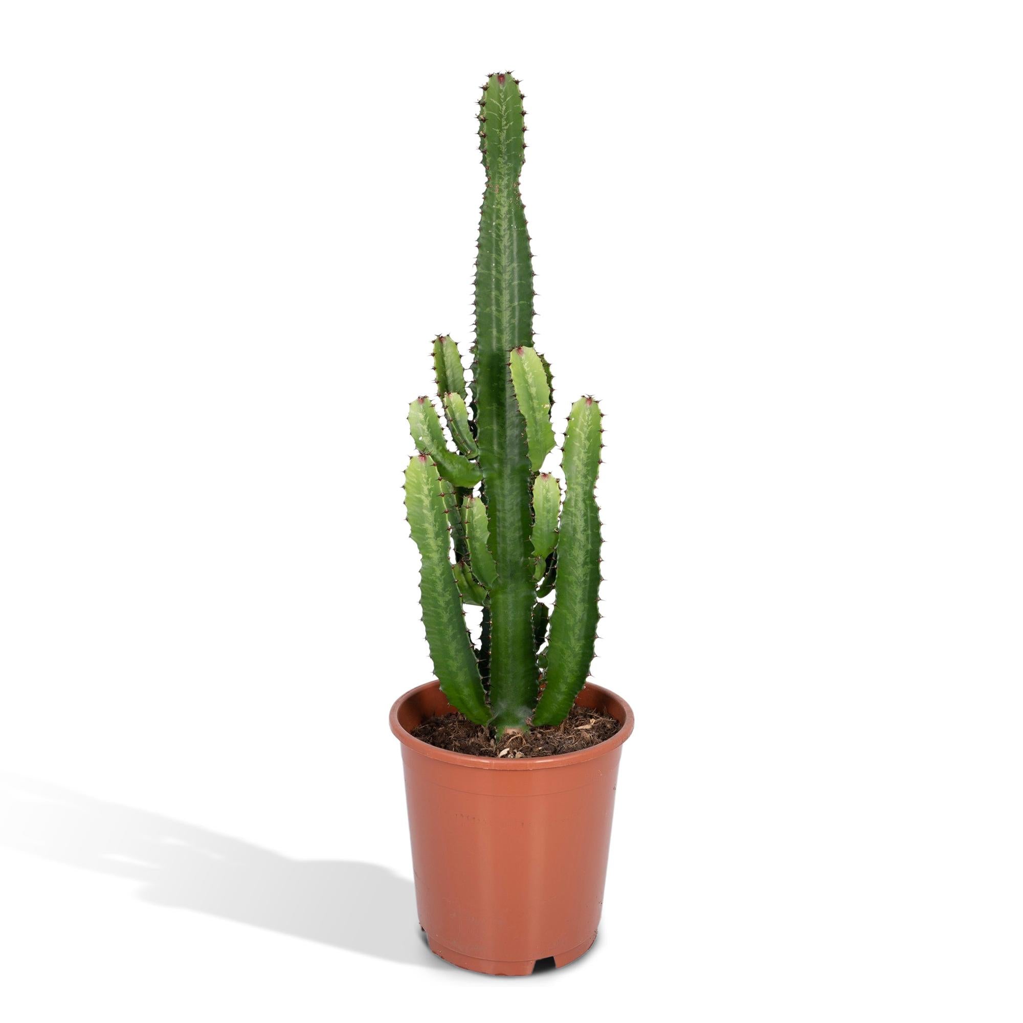 Euphorbia Acrurensis - Ø24cm - ↕60cm in a brown plastic pot, tall green cactus with multiple stems, indoor setting.