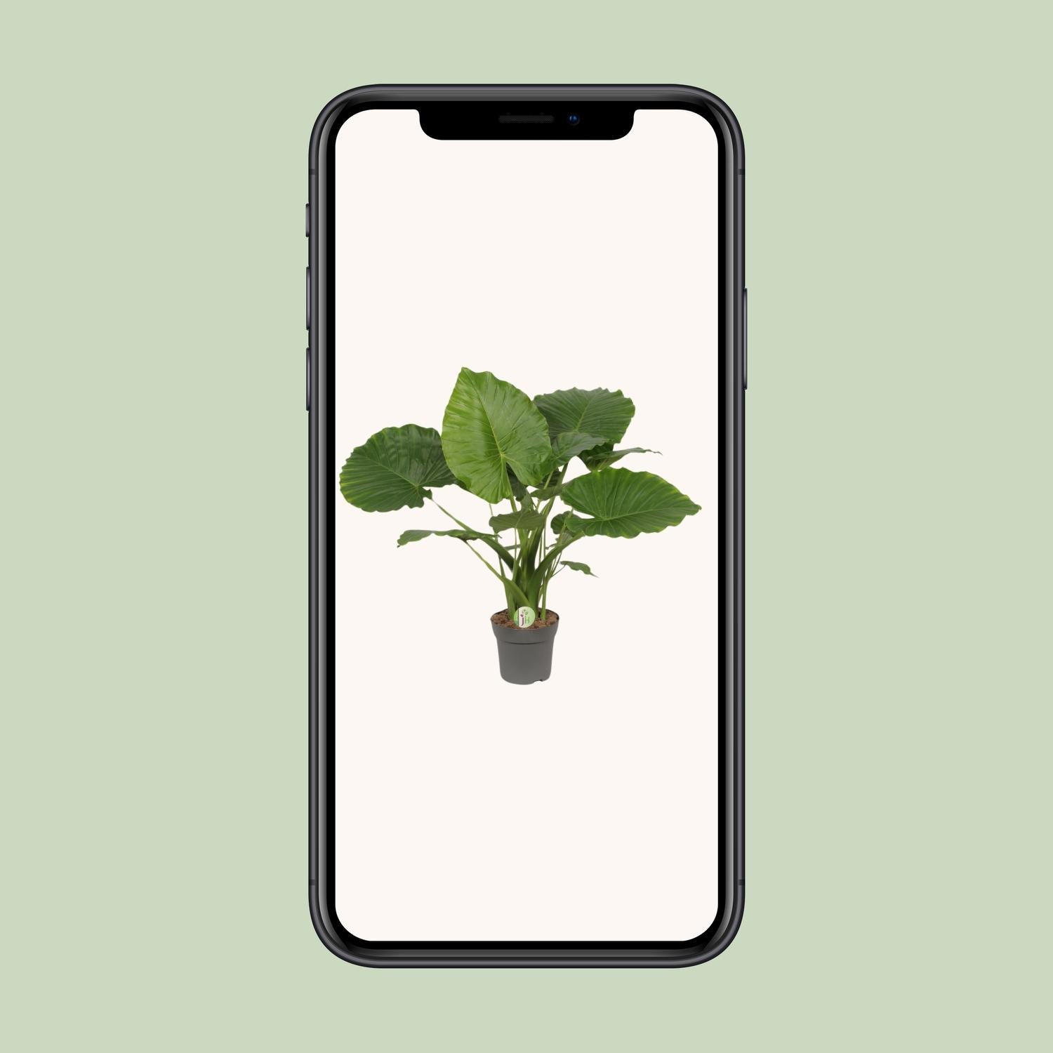 Alocasia Gageana California - Ø21cm - ↕80cm in a black pots with large green leaves in a smartphone display.
