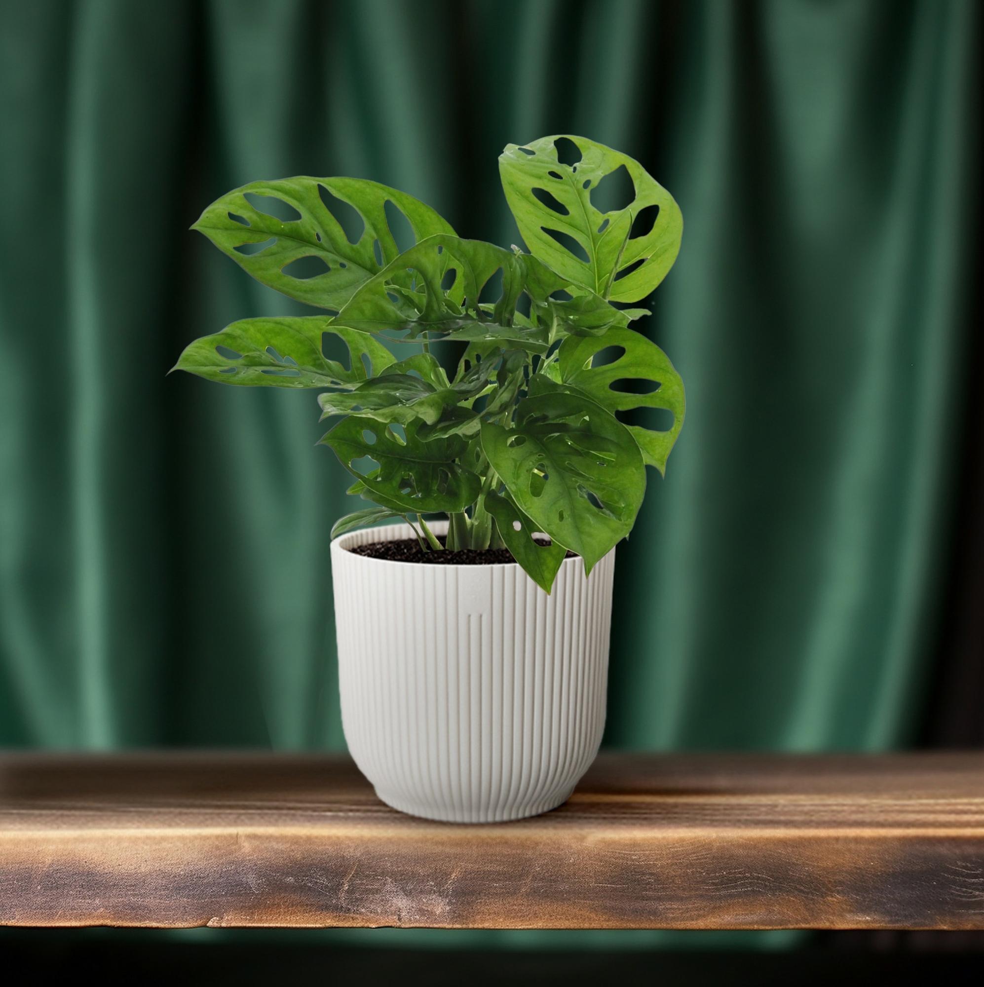 Monstera Monkey Leaf (Hole Plant) - Ø12cm - ↕30cm in white planter on wooden surface, with green curtains in background.