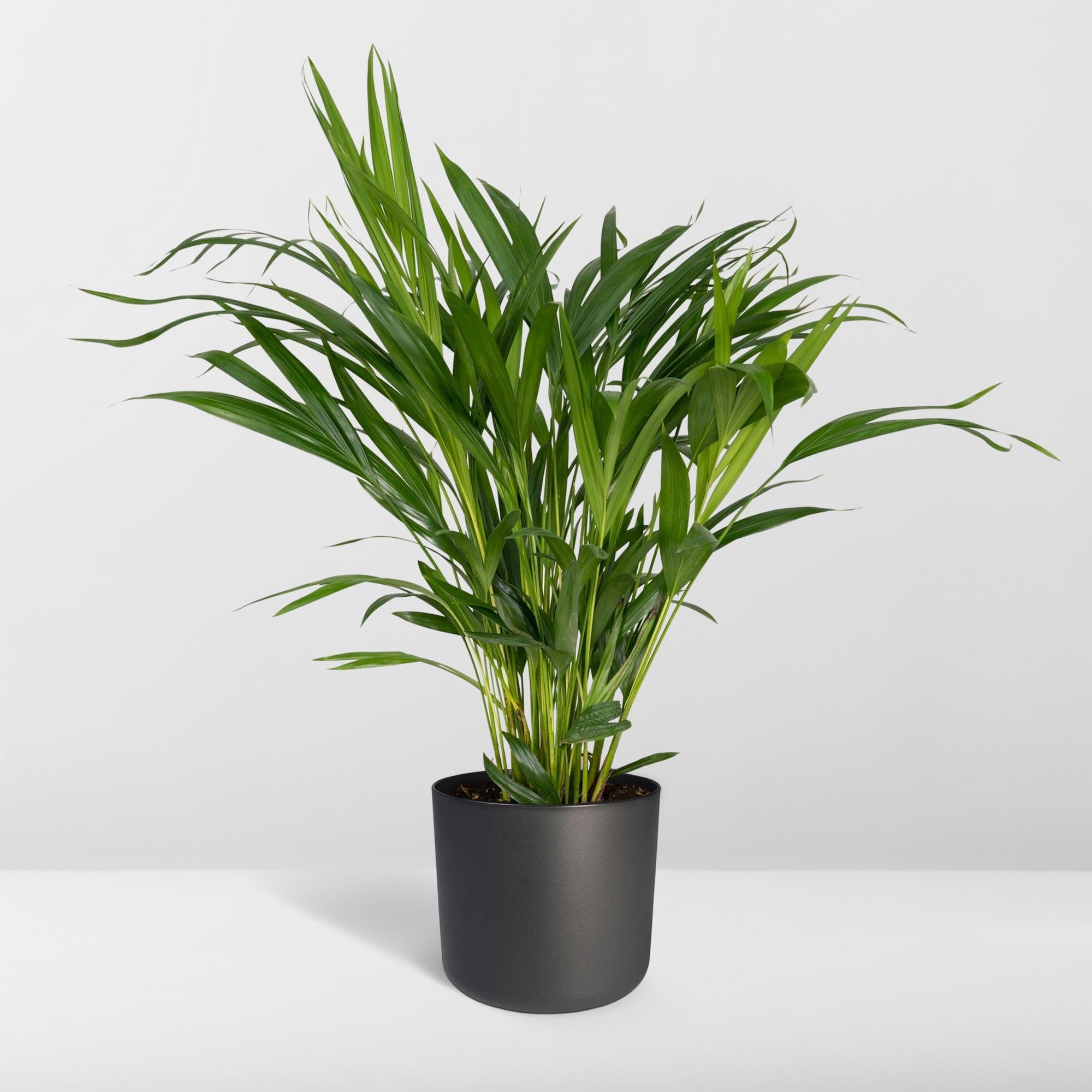 Dypsis Lutescens - Areca - Ø17cm - ↕60cm in zwarte plantenpot, groene kamerplant met lange bladeren op een witte achtergrond.