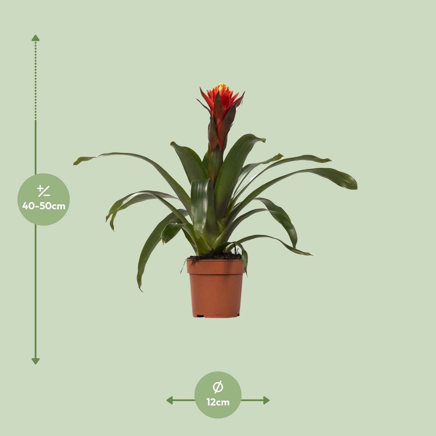 Guzmania Happiness - Ø12 ↕45, groene kamerplant in bruine plantenpot, hoogte 40-50 cm, opgesteld op een lichte achtergrond.