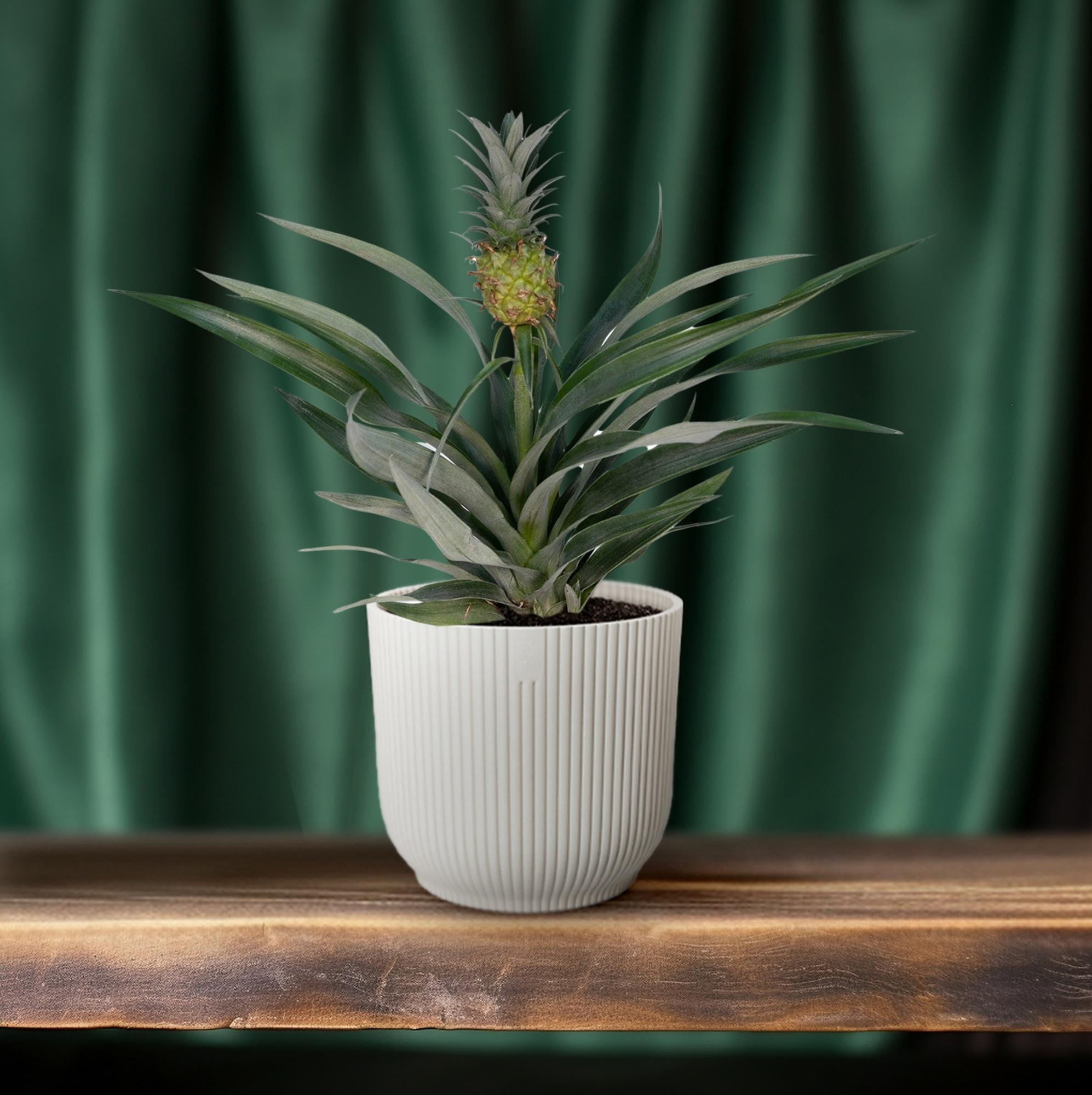 Bromelia Pineapple - Ø12cm - ↕30cm in a white ribbed pot on a wooden surface with green curtain backdrop.