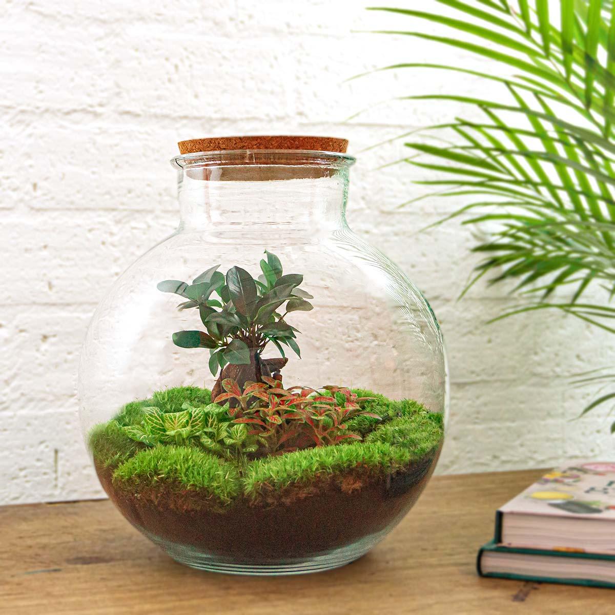 DIY terrarium - Bolder Bob Bonsai - ↕ 30 cm - Normal with green plants and moss in a glass pot on a wooden surface.