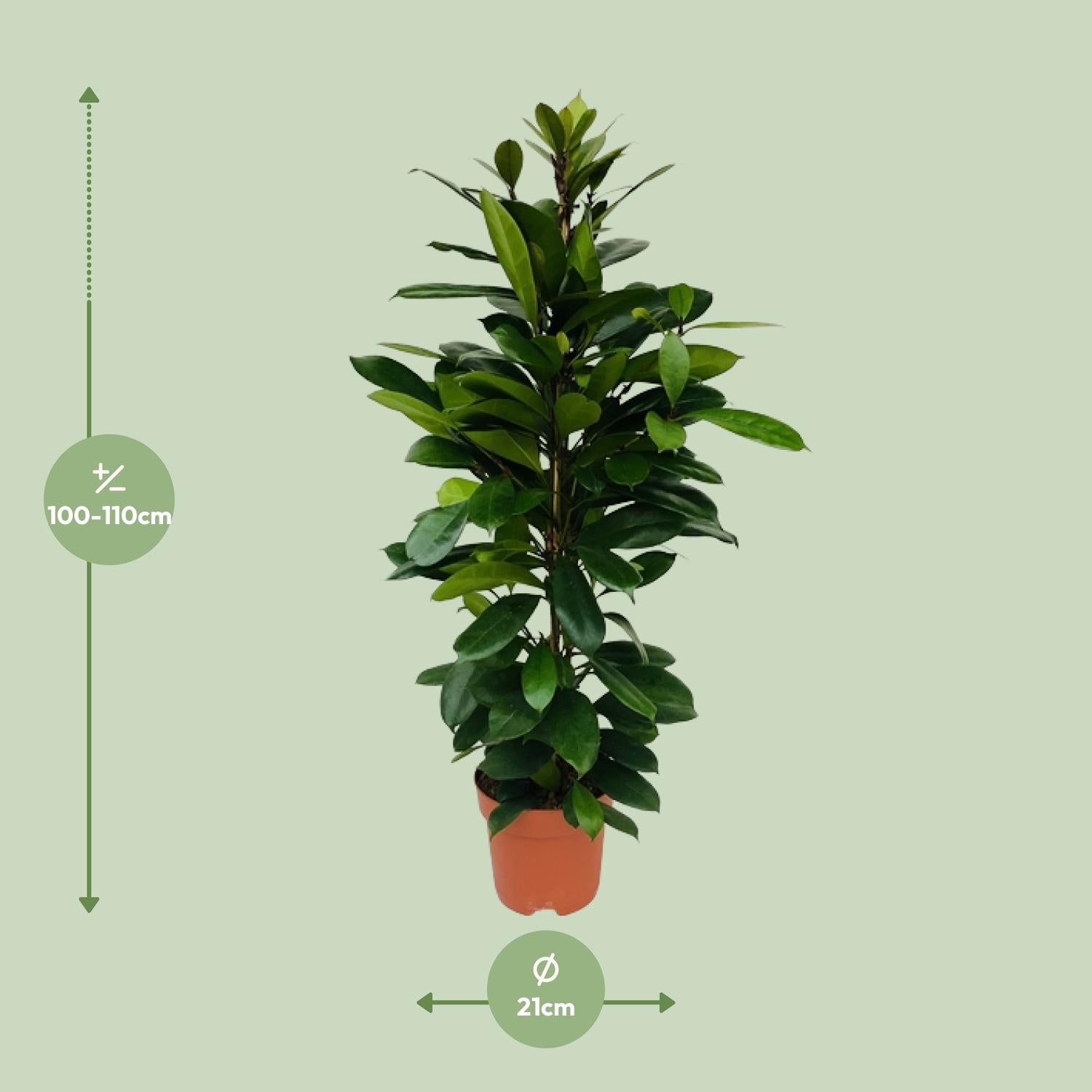 Ficus Cyathistipula - Ø21cm - ↕105cm in een oranje plantenpot, groene kamerplant met glanzende bladeren, op een lichte achtergrond.