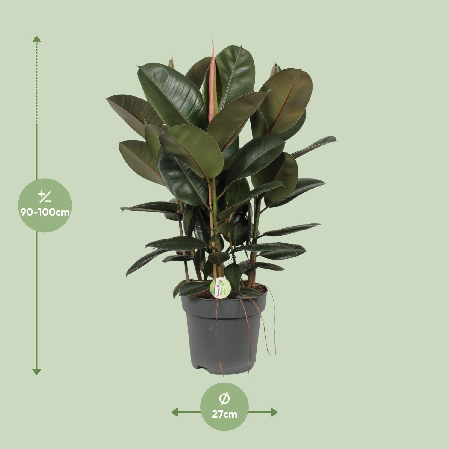 Ficus Robusta - Ø27cm - ↕90cm in een grijze plantenpot met glanzende groene bladeren, tegen een groene achtergrond.