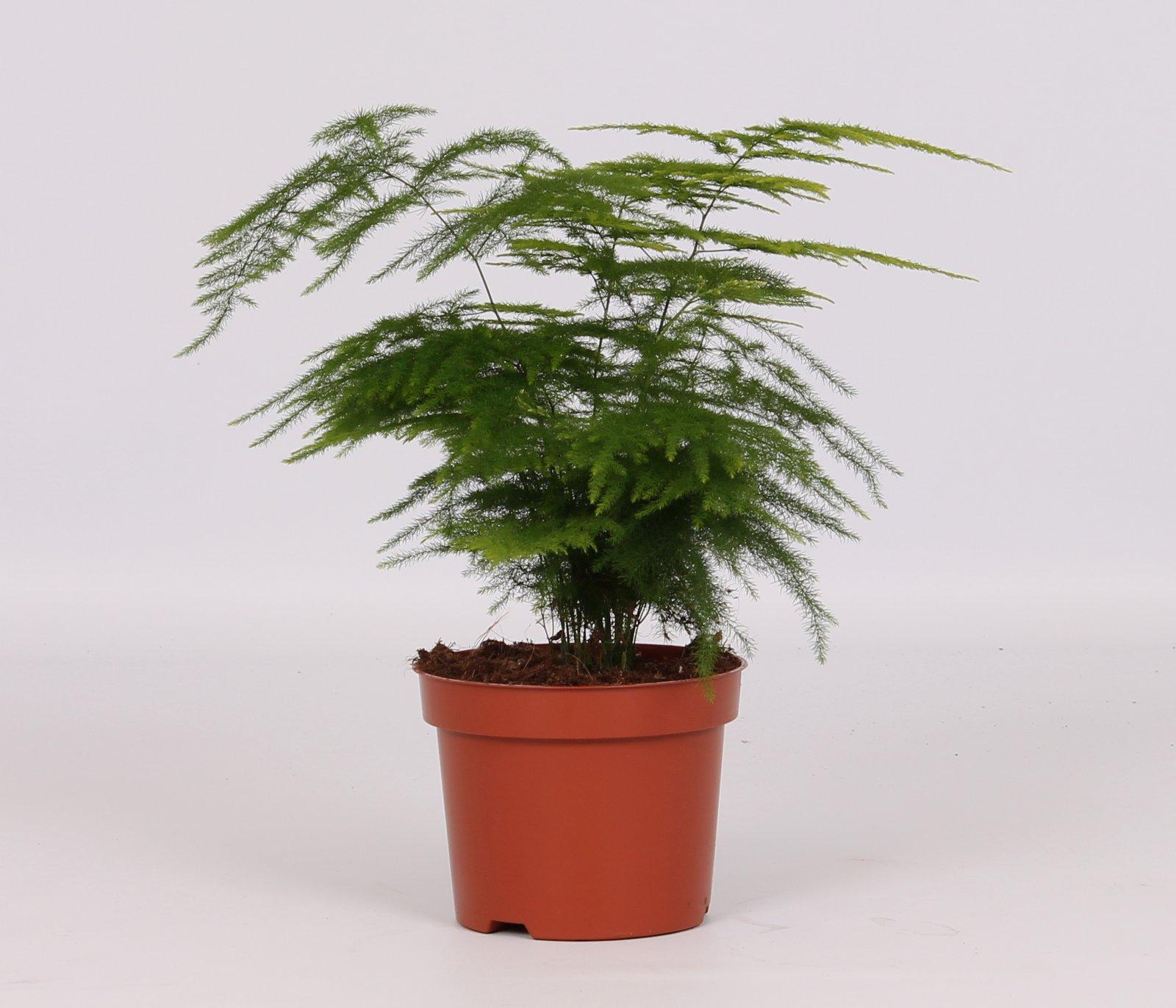 Asparagus Setaceus - Ø12cm - ↕28cm in a brown pot, displaying lush green leaves, ideal for creating a terrarium or indoor space.