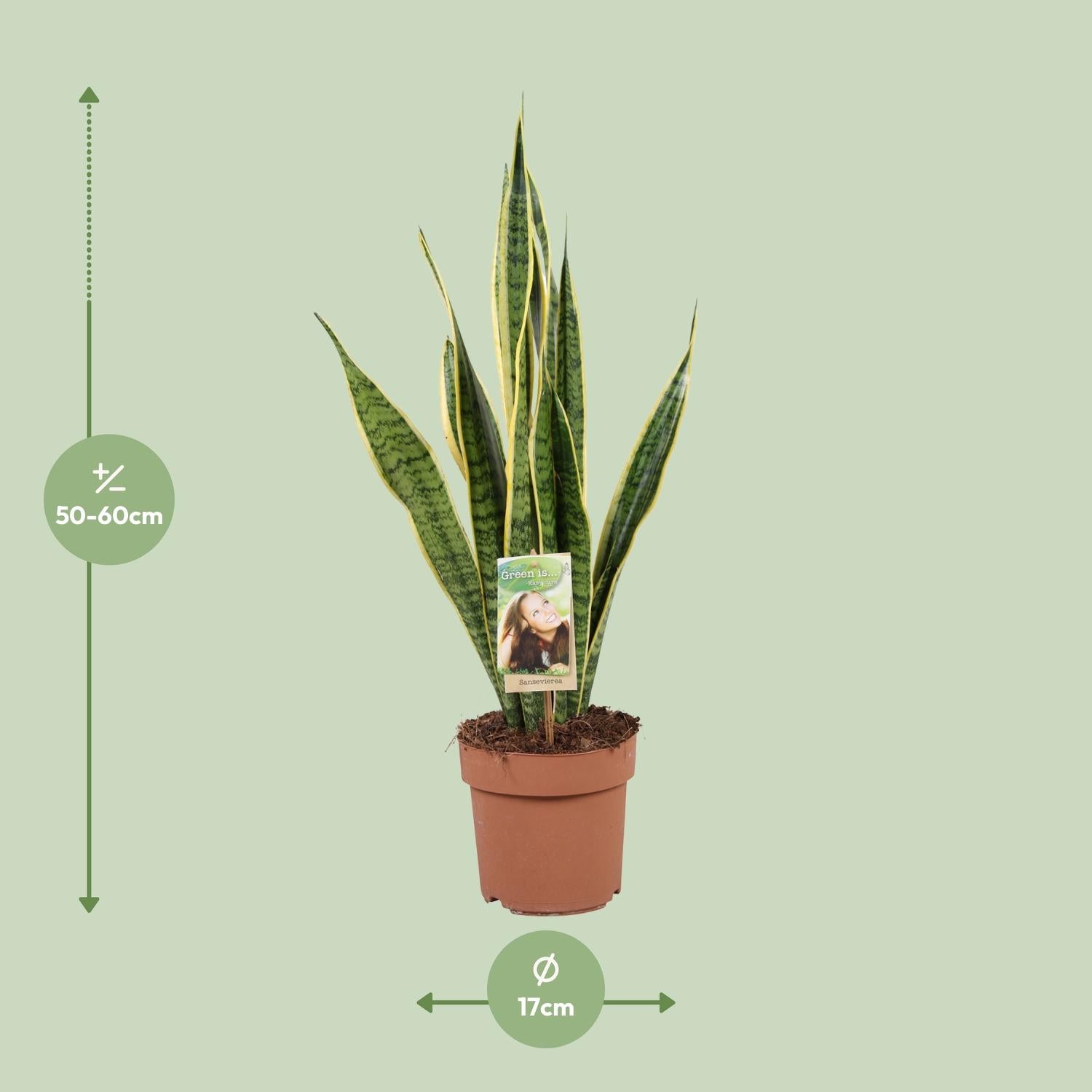 Sansevieria Trifasciata Laurentii - Ø17cm - ↕60cm, groene kamerplant in bruine plantenpot, indoors met groene achtergrond.