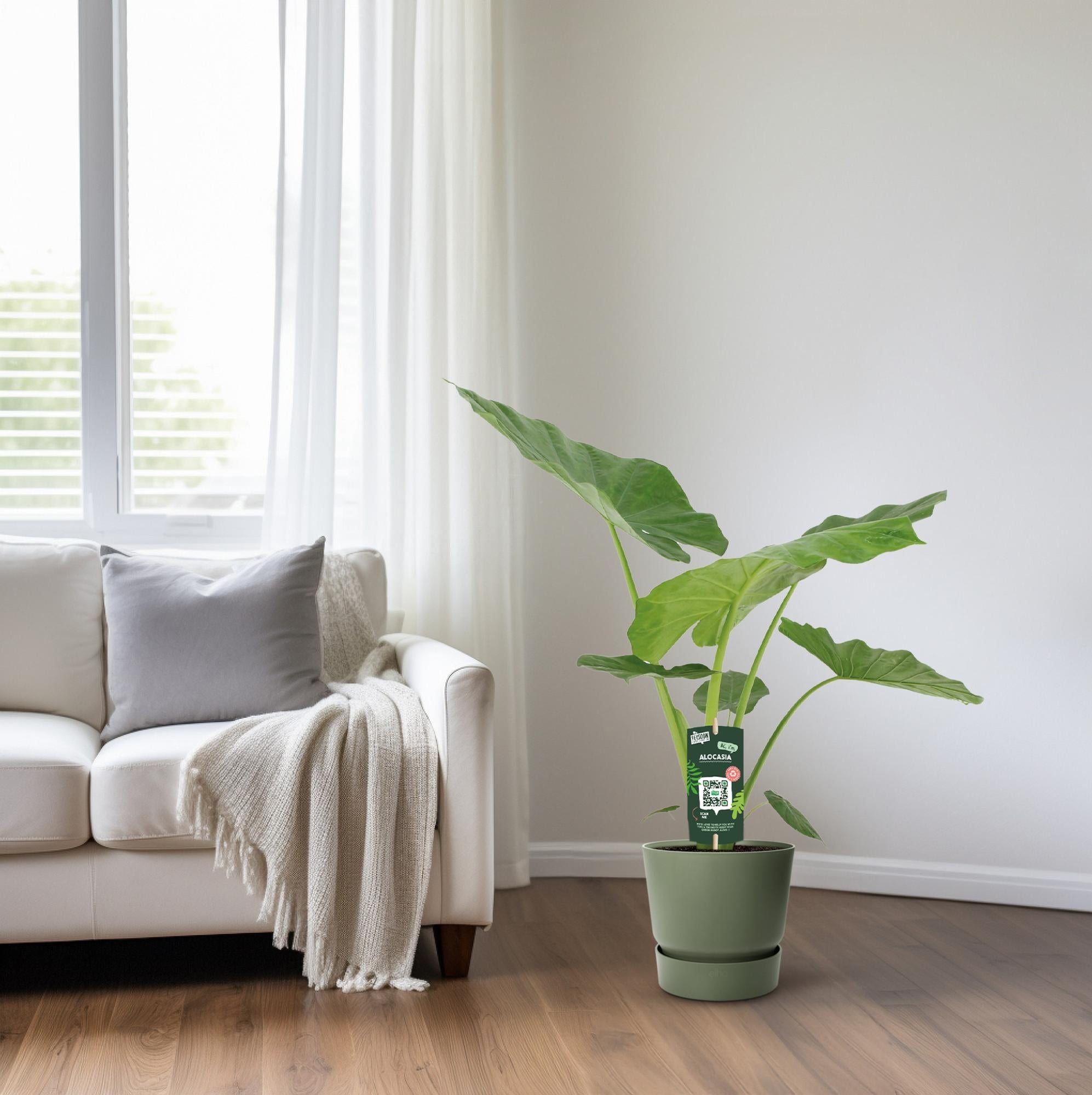 Alocasia Macrorrhiza - Ø19cm - ↕70cm in a green pot beside a sofa in a well-lit room with large leaves.