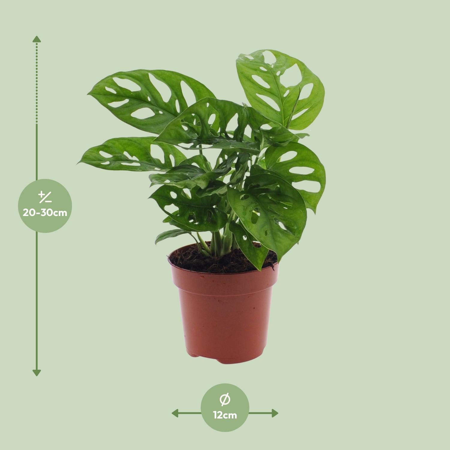 Monstera Monkey Leaf (Hole Plant) - Ø12cm - ↕30cm in a brown plantenpot, green leaves, visible dimensions.