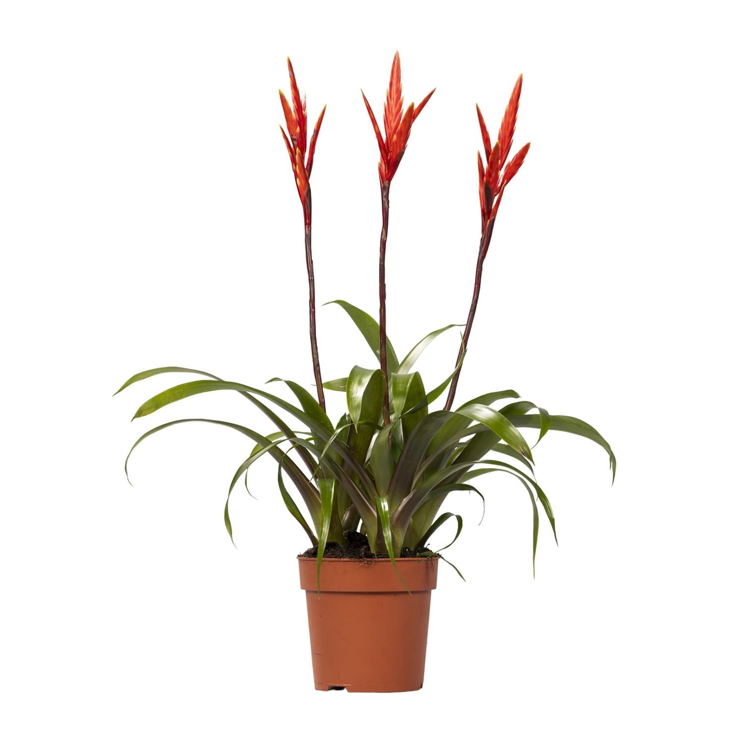 Vriesea Elan Toef - Ø12cm - ↕55cm in een bruine plantenpot, met groene bladeren en heldere rode bloeistengels.