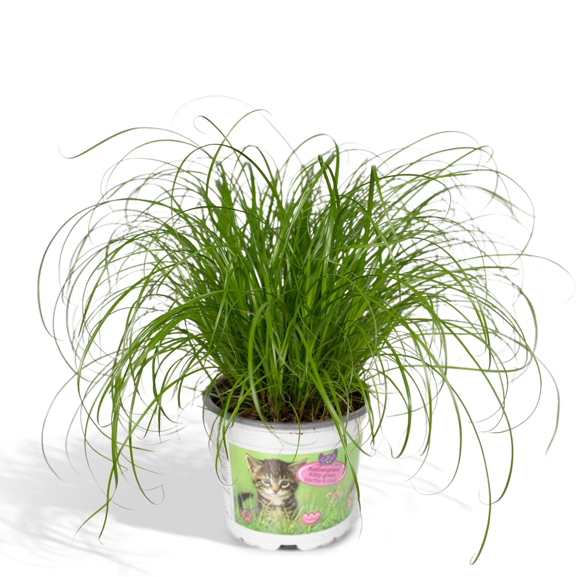 Cyperus Alternifolius - Cat grass - Ø12cm - ↕20cm in a white planter, displaying green, lush foliage, suitable for bright indoor spaces.
