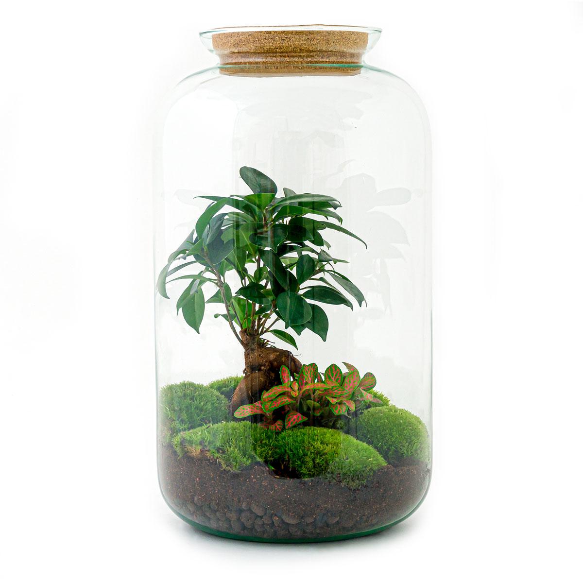 DIY terrarium - Sven Bonsai - ↕ 43 cm - Rake + Shovel + Tweezer + Scissors in a glass jar with green plants and moss.