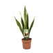 Sansevieria