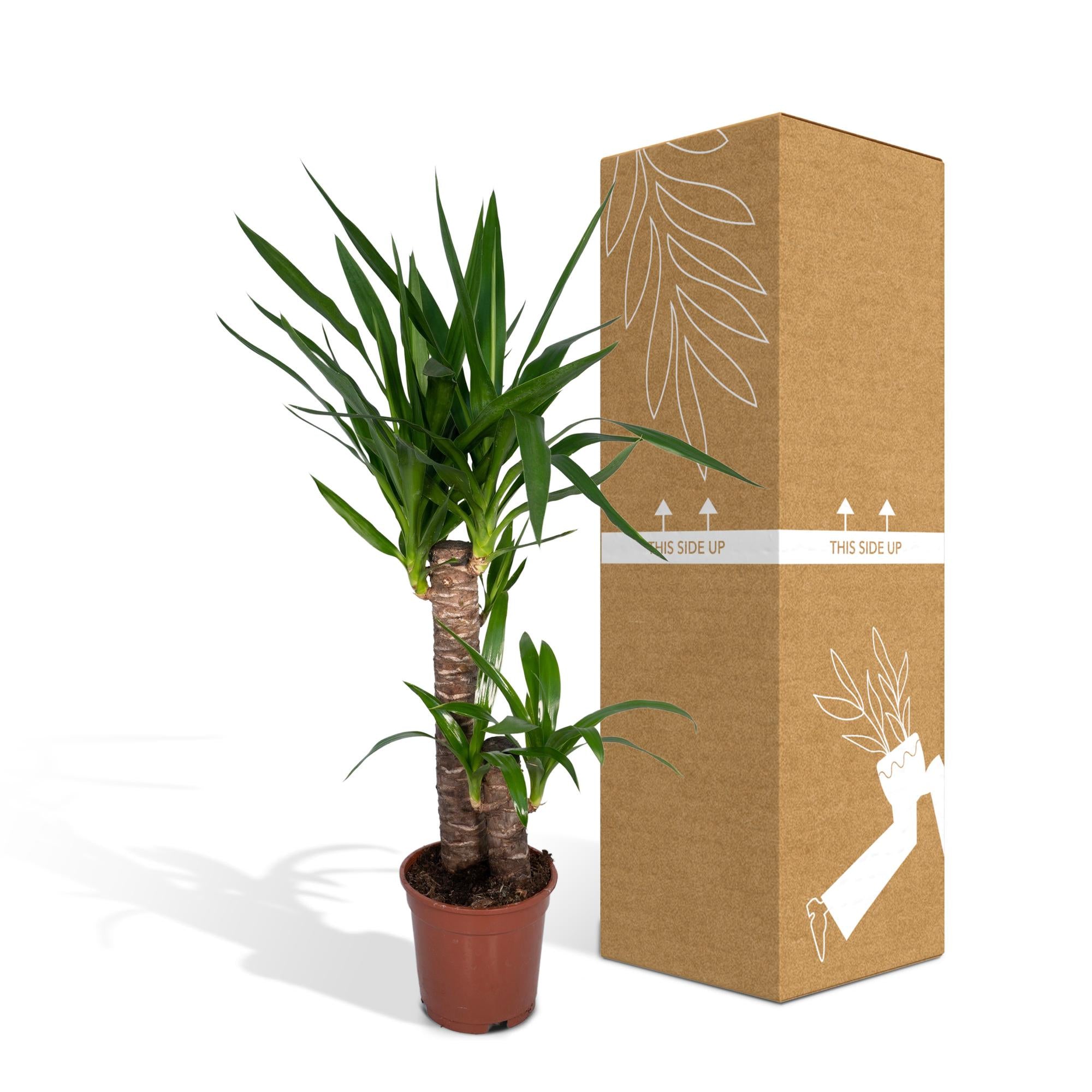 Yucca Elephantipes - Ø17cm - ↕85cm in a brown pot next to its cardboard packaging, displaying the green plant's vibrant leaves.