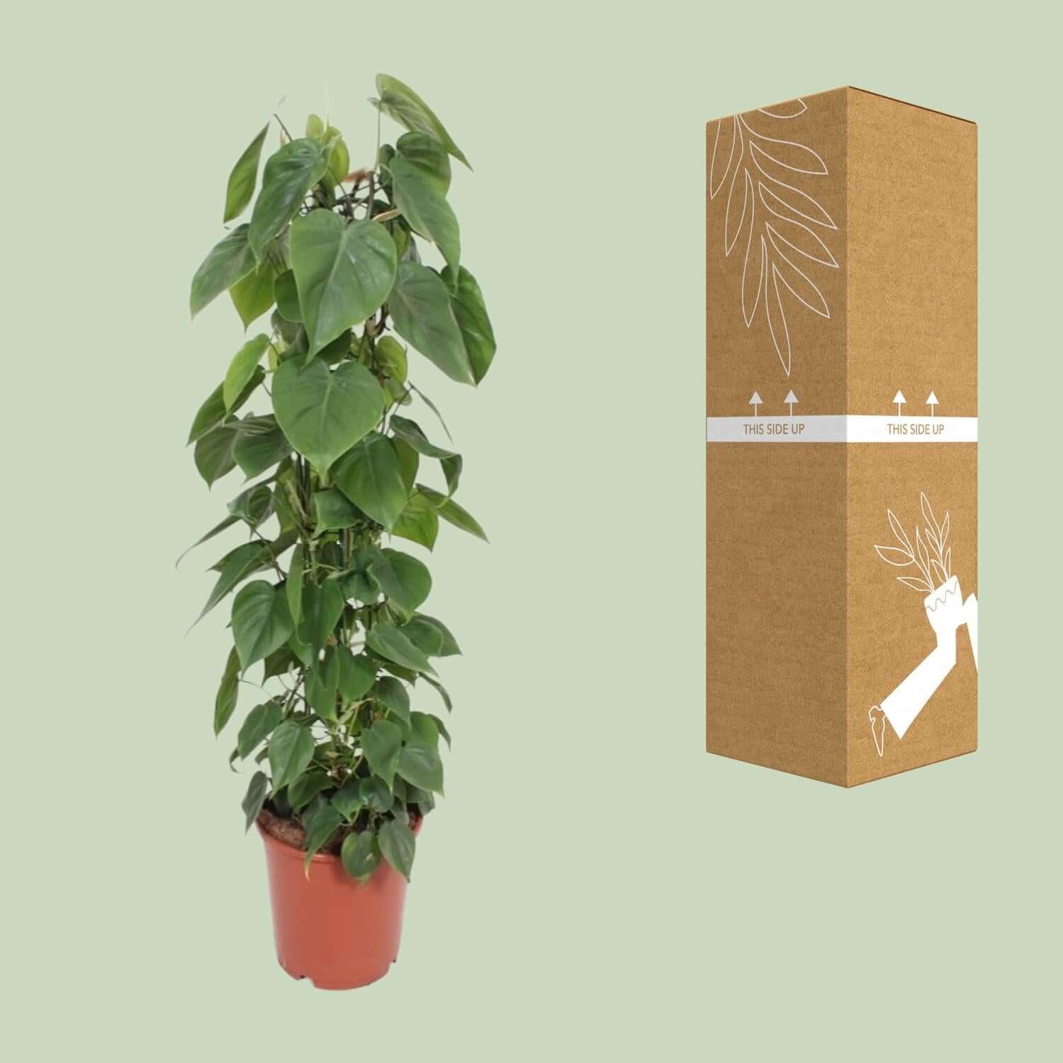 Philodendron Scandens - Ø24cm - ↕120cm in a red plant pot beside its packaging on a light green background.