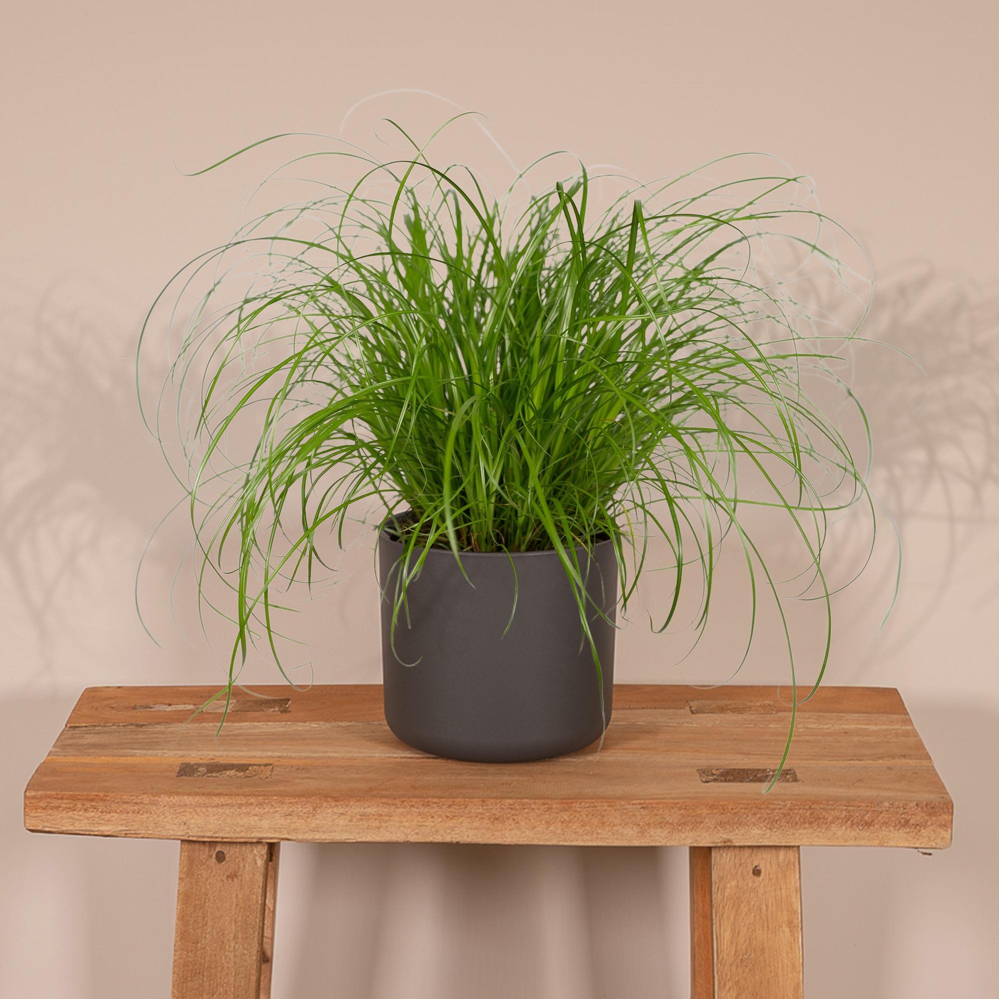Cyperus Alternifolius - Cat grass - Ø12cm - ↕20cm in a black pot on a wooden table with a neutral background.