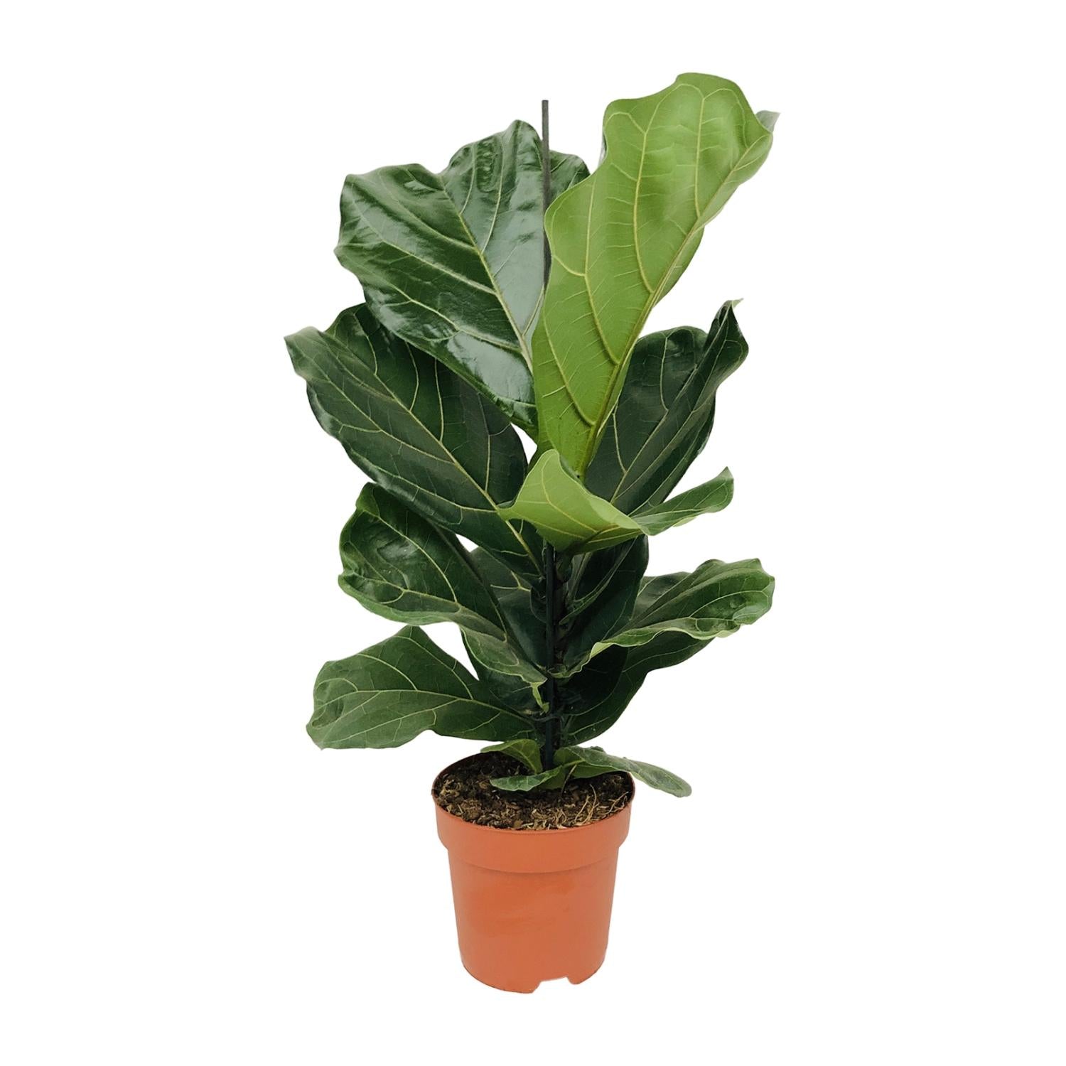 Ficus Lyrata - Ø17cm - ↕75cm, groene kamerplant in terracotta plantenpot, grote glanzende bladeren.