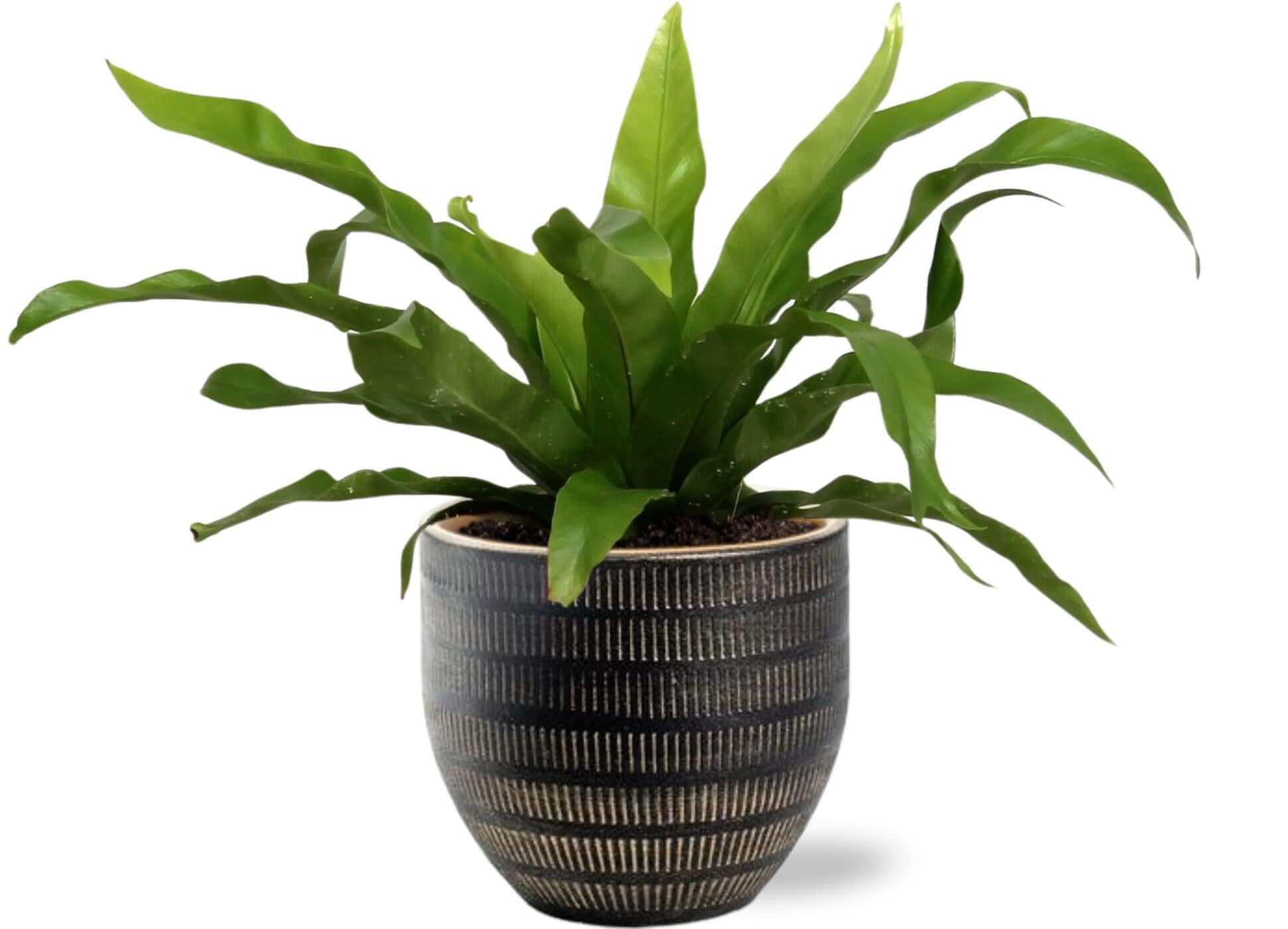 Asplenium Antiquum - Ø12cm - ↕25cm +  Beau Pot D14x13cm - Black in a striped black pot, featuring glossy green leaves.