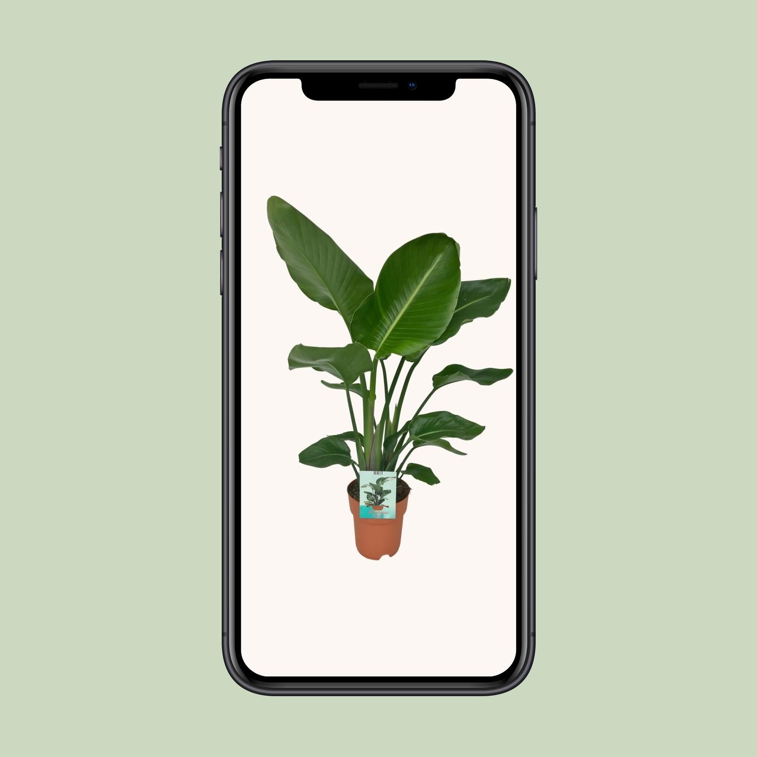 Strelitzia Nicolai - Bird of paradise plant - Ø19cm - ↕90cm in a brown planter against a light background, displayed on a smartphone.