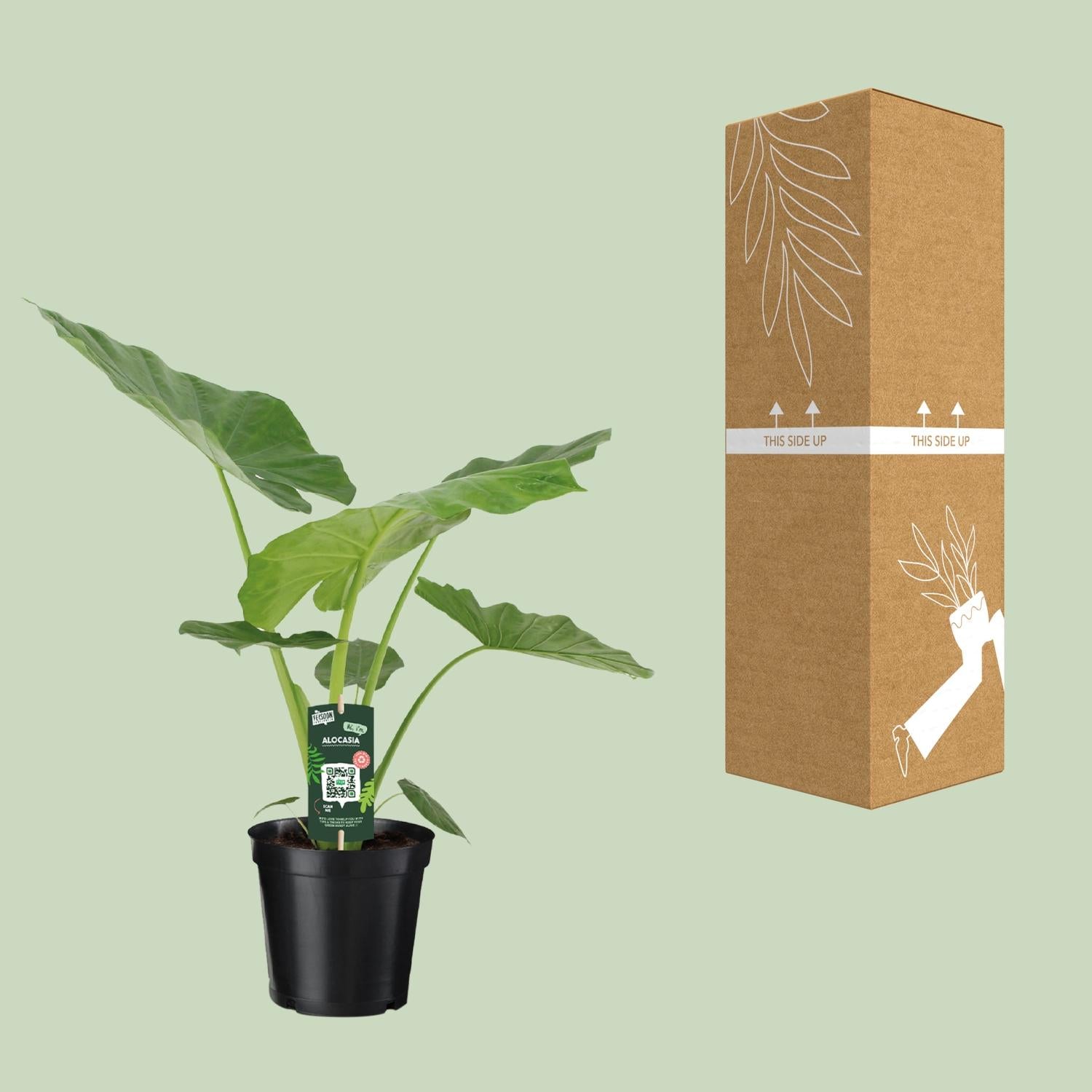 Alocasia Macrorrhiza - Ø19cm - ↕70cm in a black pot, next to a cardboard package, on a light green background.