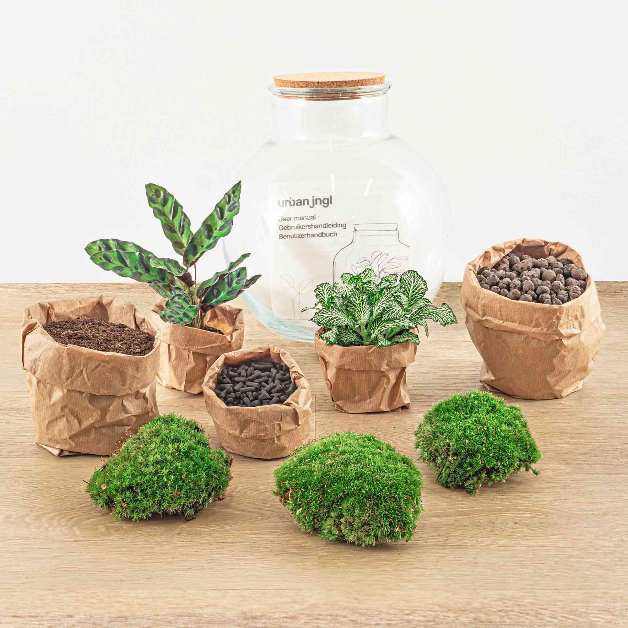 DIY terrarium - Teddy - ↕ 26,5 cm - Normal with various plants in paper pots, moss, and glass container, dimensions visible.