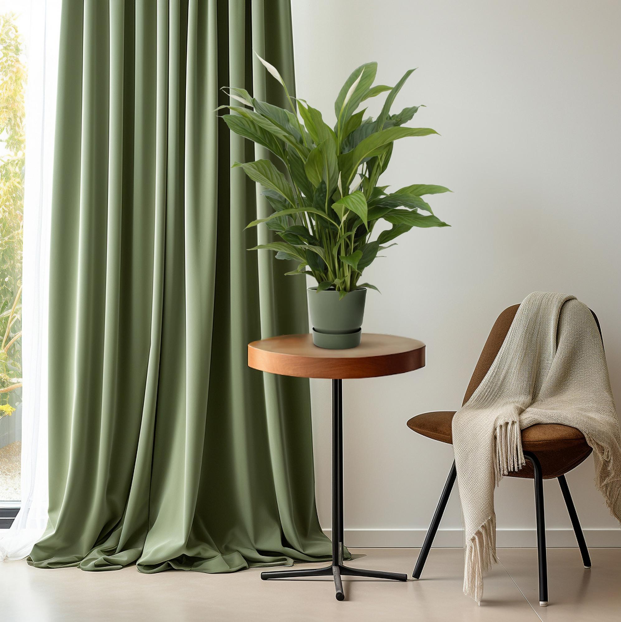 Spathiphyllum Torelli P17 - Ø17cm - ↕65cm in groene plantenpot op houten tafel naast een stoel en groene gordijnen.