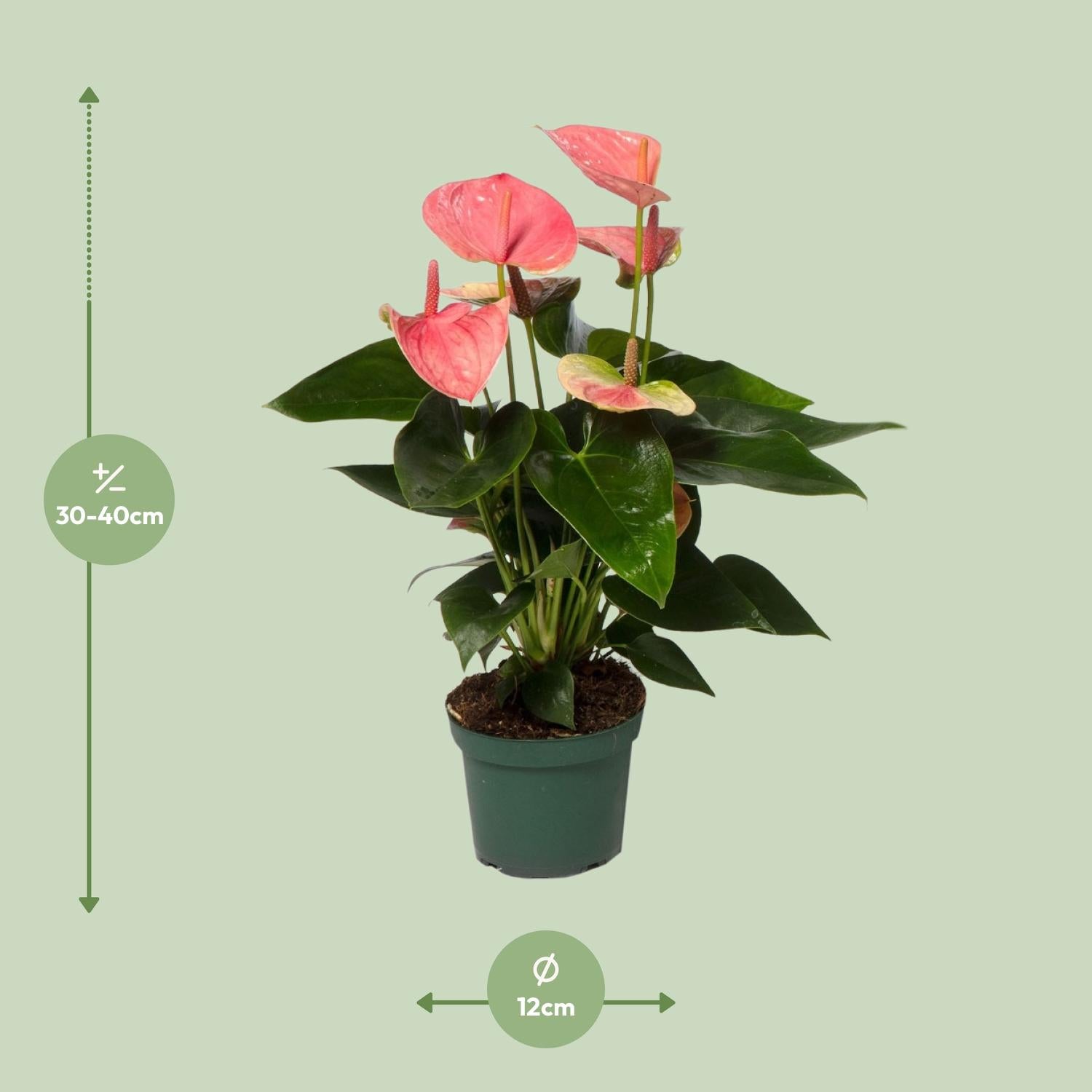 Anthurium Sweet Dream - Ø12cm - ↕35cm in a green pot, with pink heart-shaped flowers and dark green leaves.