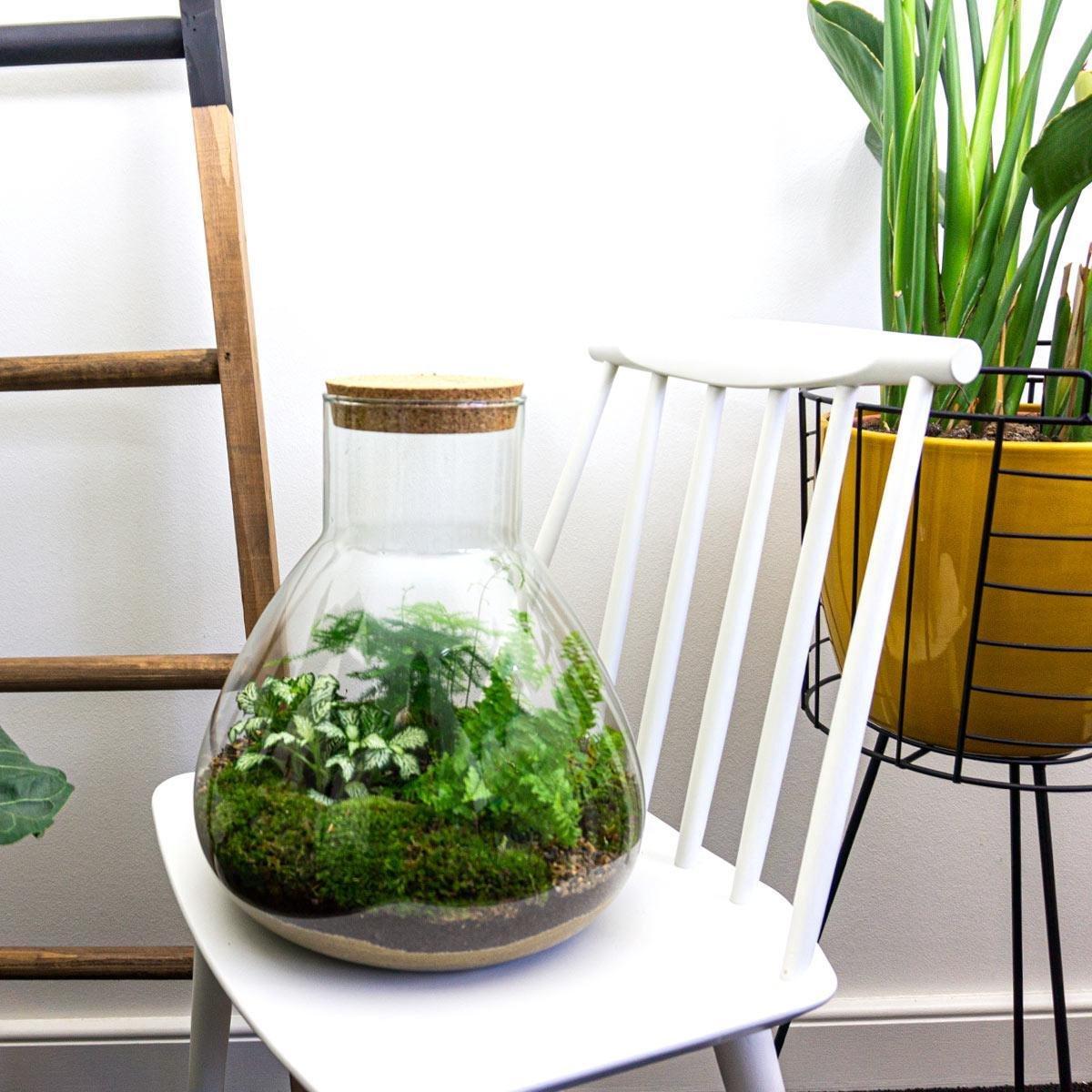 DIY terrarium - Sam XL - ↕ 35 cm - Normal in a glass pot with green plants and moss, placed on a white chair.