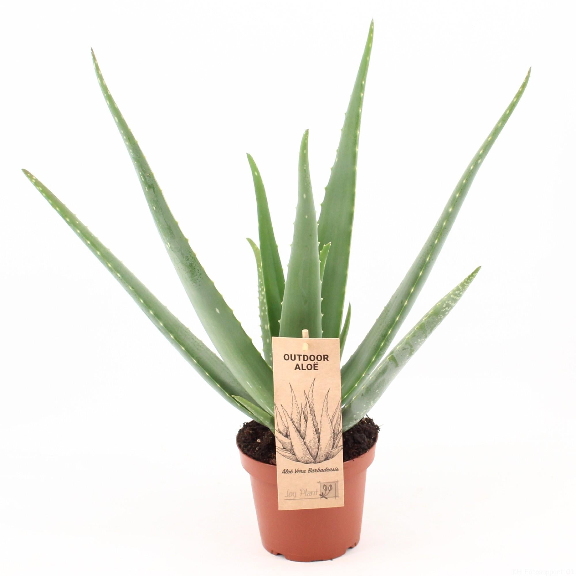 Aloe Vera P14 - Ø14cm - ↕45cm, groene plant in bruine plantenpot, met label, gezet voor witte achtergrond.