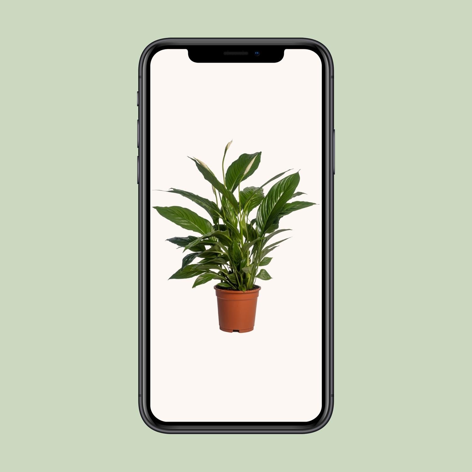 Spathiphyllum Vivaldi - Ø17cm - ↕70cm in a terracotta pot, vibrant green leaves, indoor setting, smartphone display.