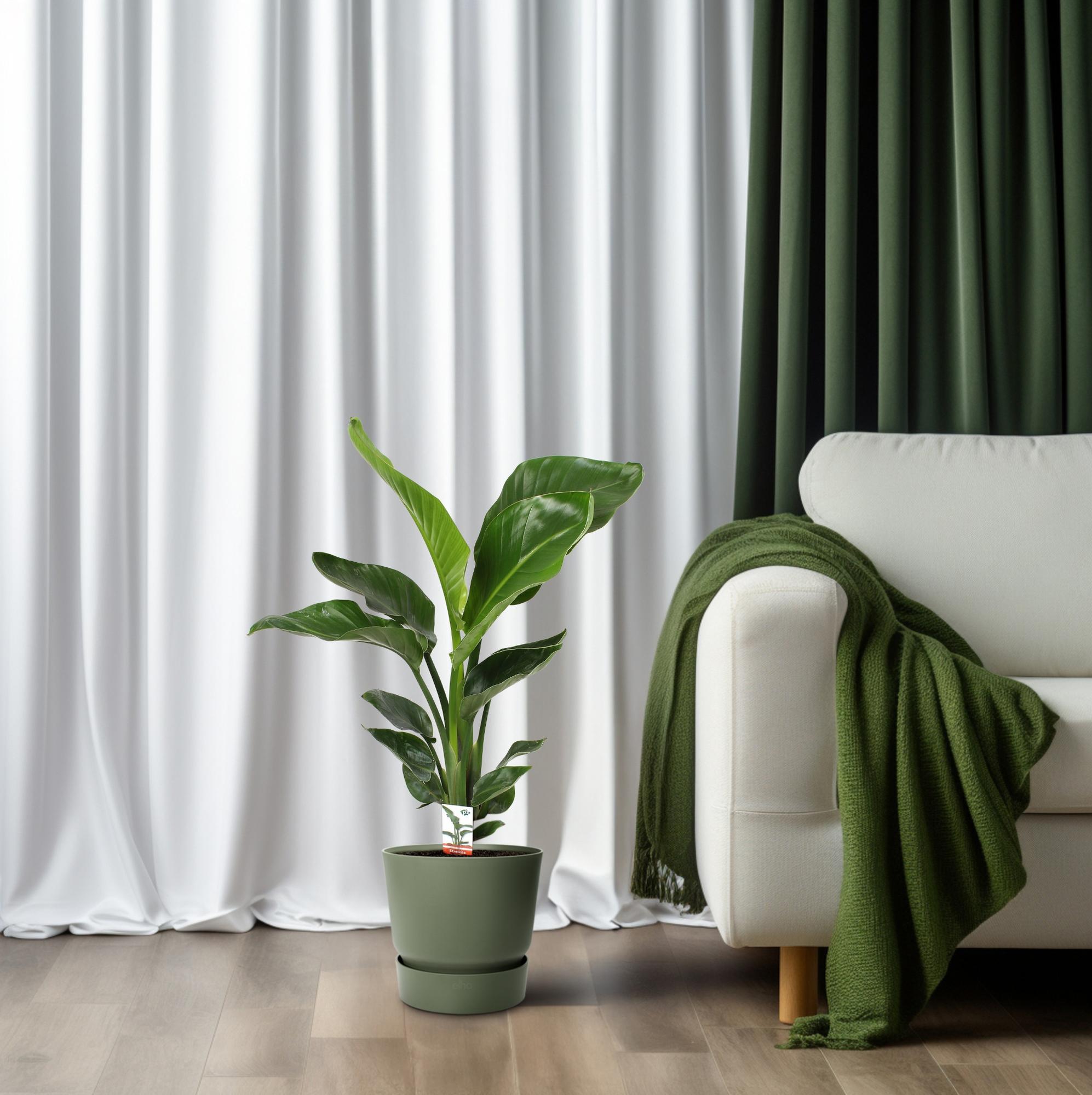 Strelitzia Nicolai 17 Cm - Ø17cm - ↕70cm in een groene plantenpot, naast een witte bank met een groene plaid.