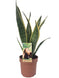 Sansevieria