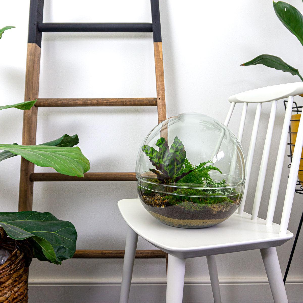 DIY terrarium - Dome XL - ↕ 30 cm - Normal op witte stoel, met groene planten en ladder op de achtergrond.