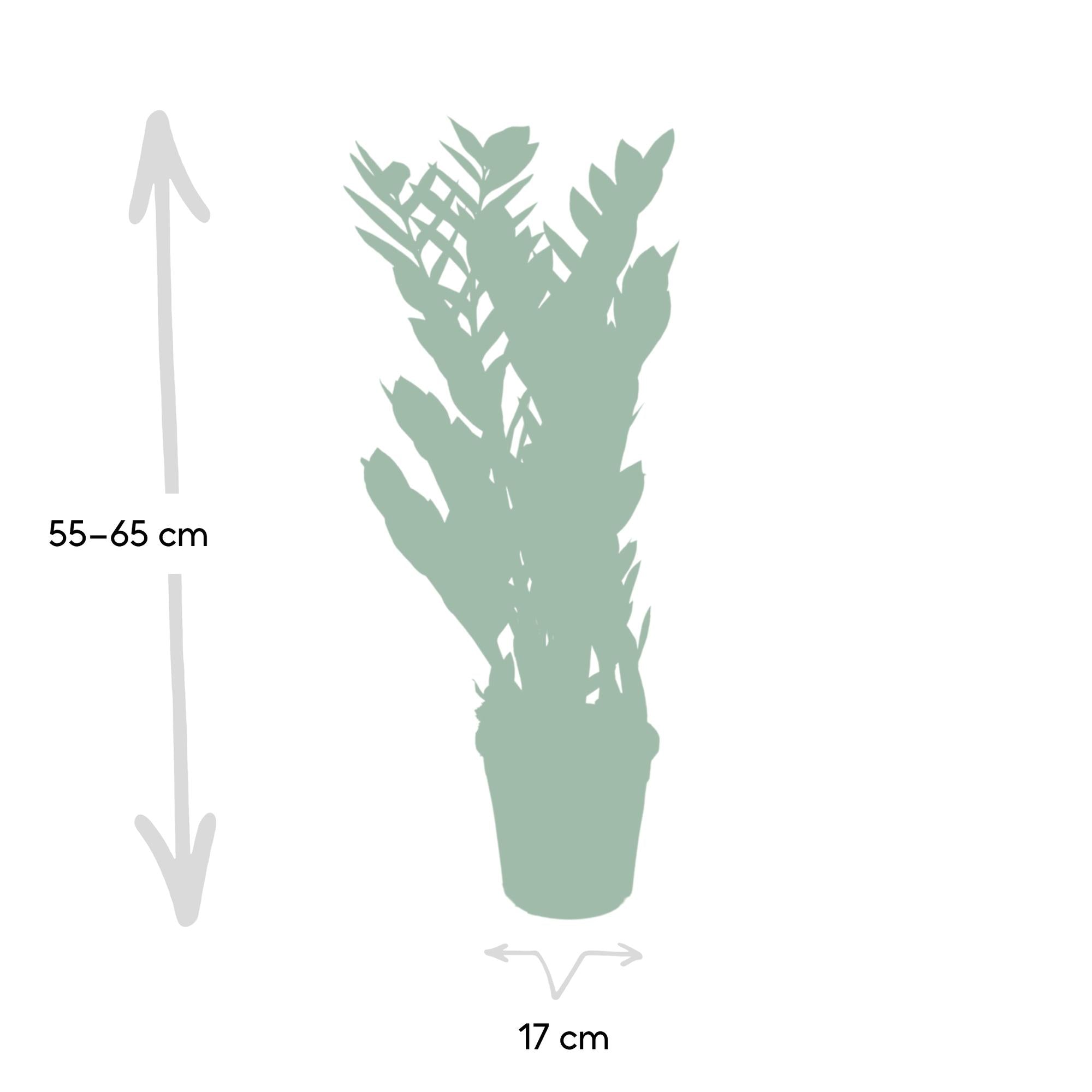 Zamioculcas Zamiifolia - Ø17cm - ↕70cm, groene kamerplant in pot, hoogte 55-65 cm, geschikt voor terrarium.