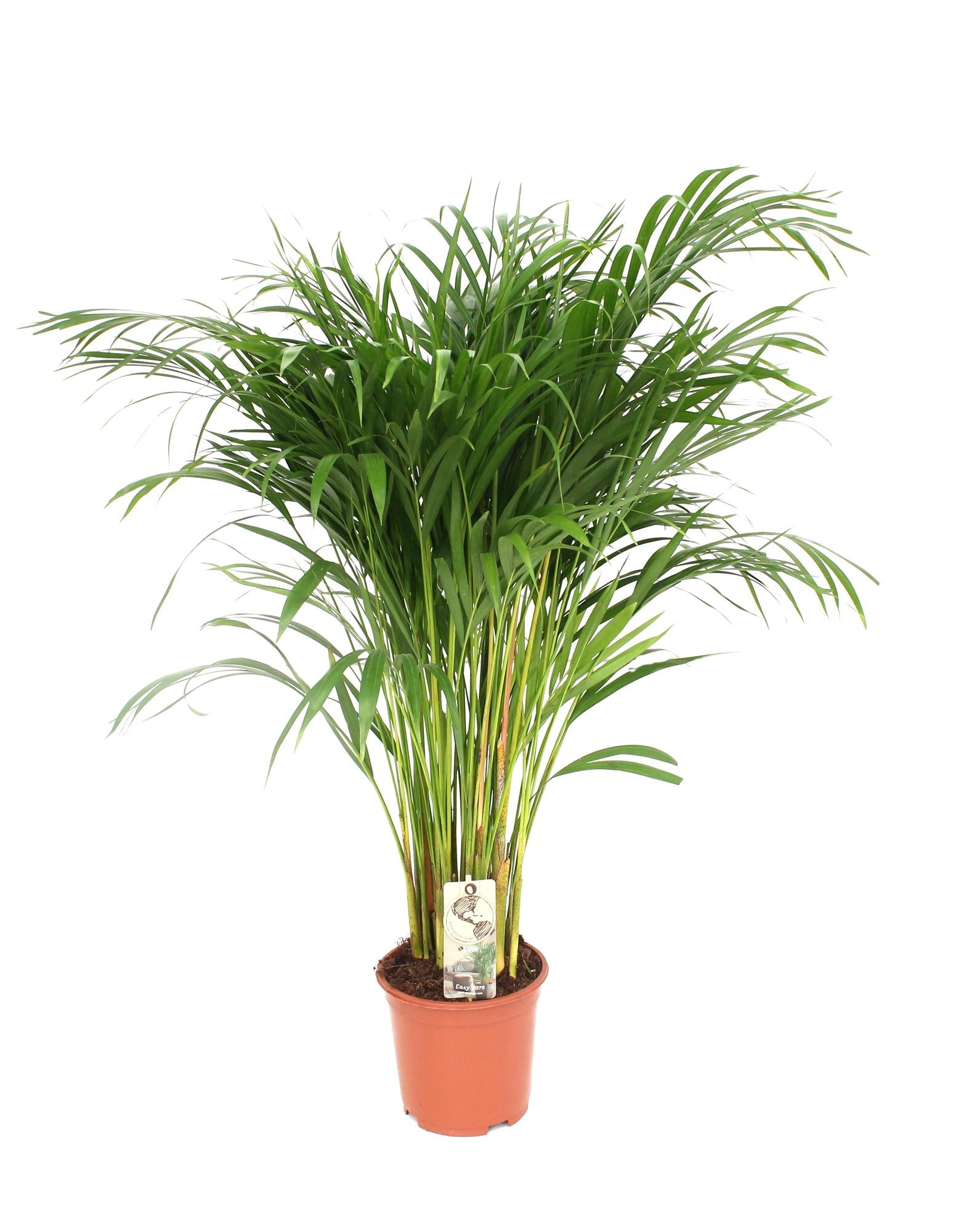 Dypsis Lutescens - Areca - Ø24cm - ↕120cm in terracotta plantenpot, groene plant met luchtige, elegantere bladeren.