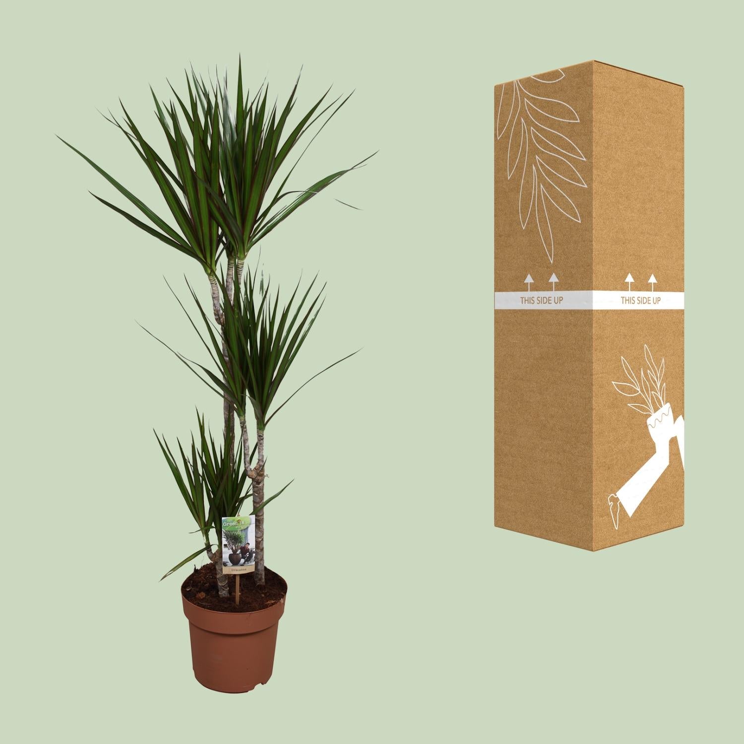 Dracaena Marginata - Ø21cm - ↕120cm in a brown pot, beside packaging, ideal for terrarium and indoor green spaces.