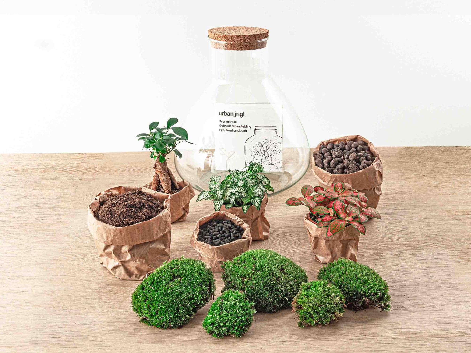 Sam XL Bonsai - DIY Terrarium - 32 cm hoog met glazen pot, planten, mos, en aarde in papieren zakken.
