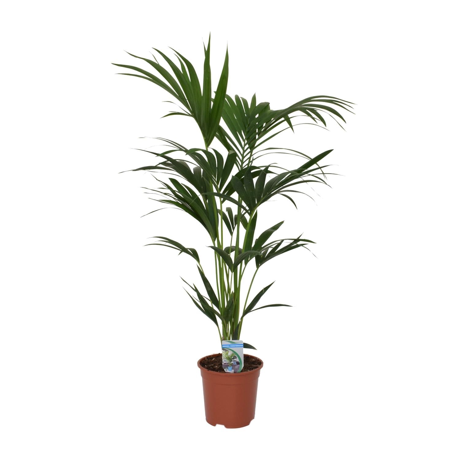 Howea forsteriana - Ø21cm - ↕120cm - Ø21 - ↨120cm, groene plant in terracotta plantenpot, kamerplant.