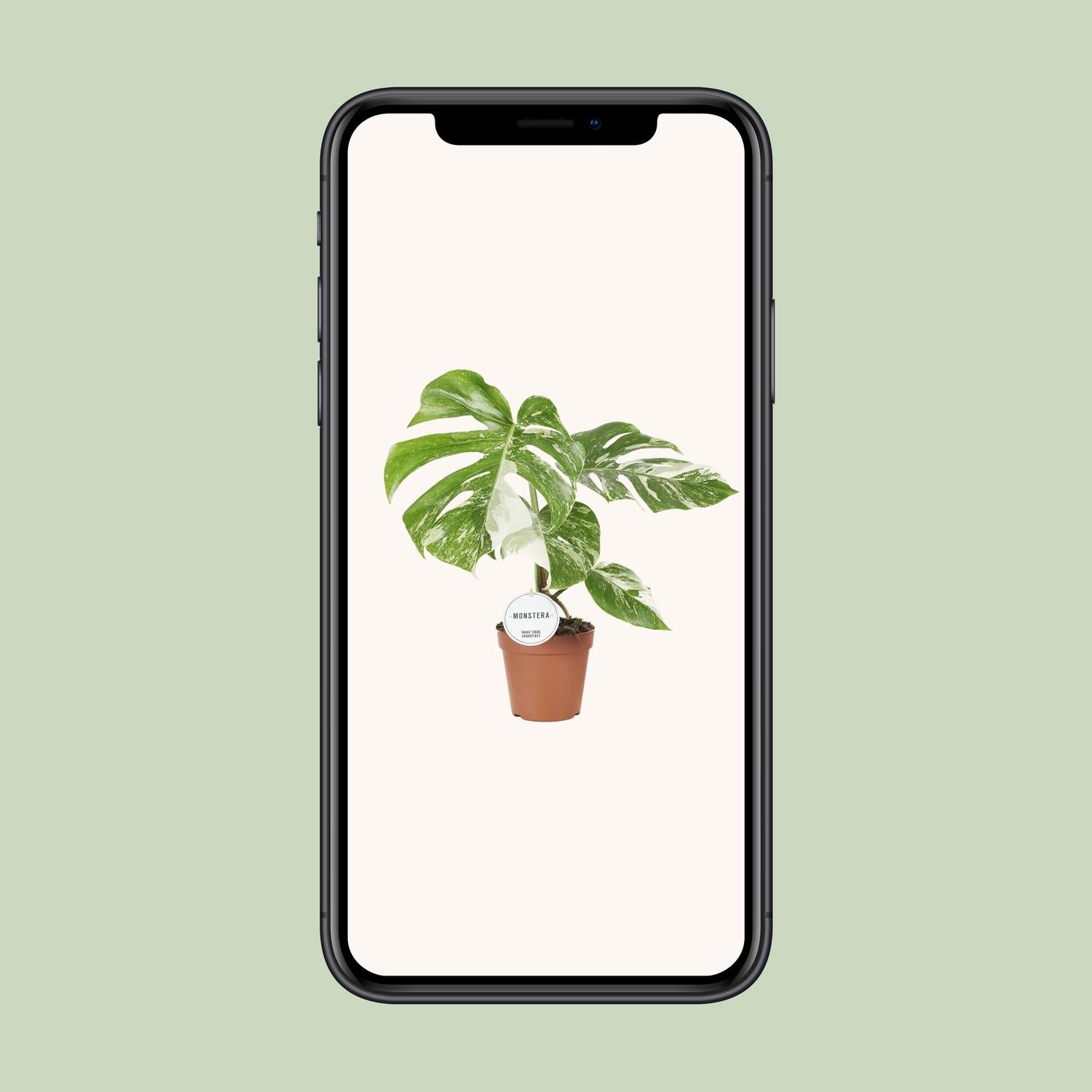 Monstera Deliciosa Variegata - Ø15cm - ↕45cm in a brown pot, displayed on a phone against a light background, indoor plant.