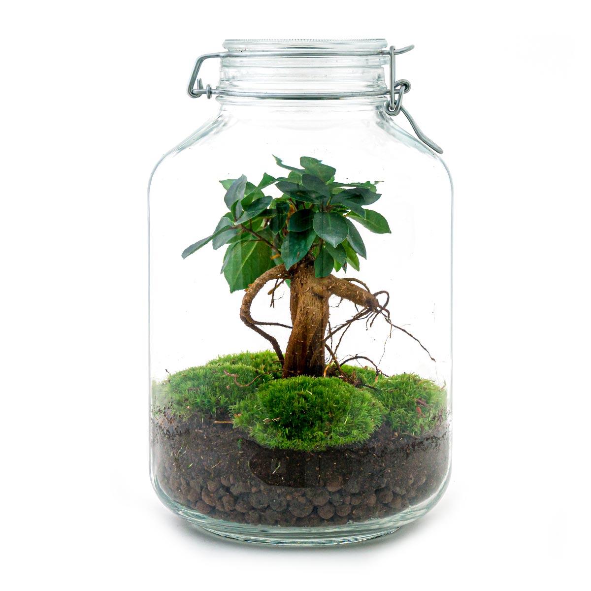 DIY terrarium - Ficus Ginseng bonsai - ↕ 28 cm - Normal in glass jar with moss and soil base.