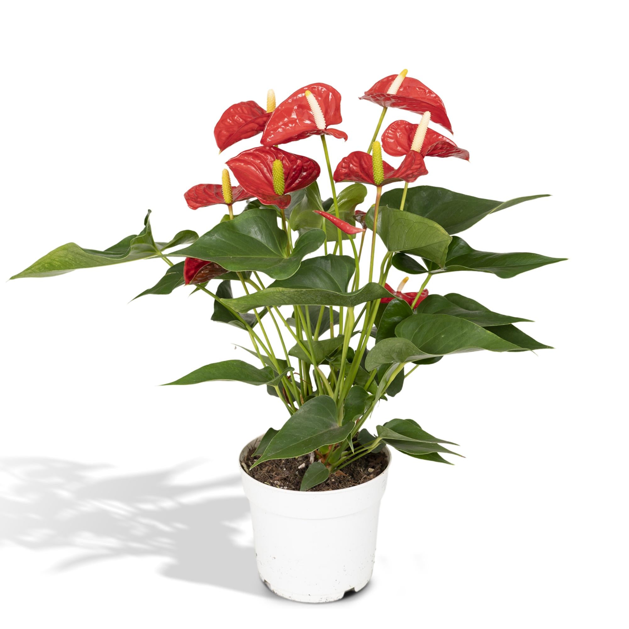 Anthurium Red - Ø17cm - ↕55cm - Ø17cm - ↕55cm in a white plant pot, with bright red flowers and lush green leaves.