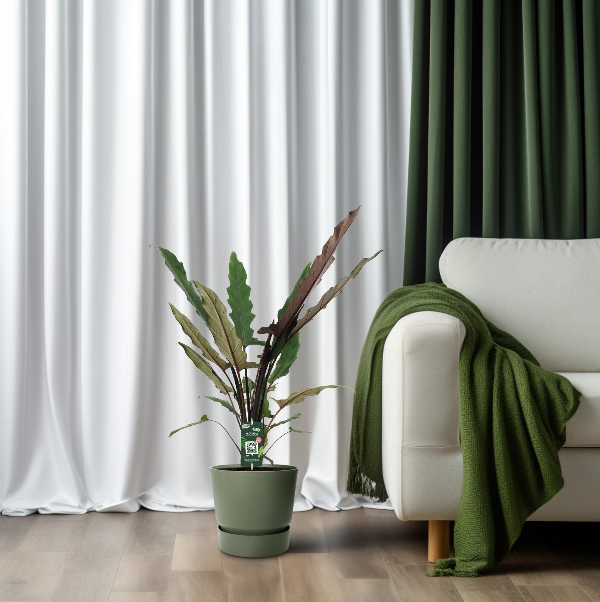 Alocasia Lauterbachiana - Ø19cm - ↕80cm in groene plantenpot, groene gordijnen, witte bank, dichtbij een plaid.