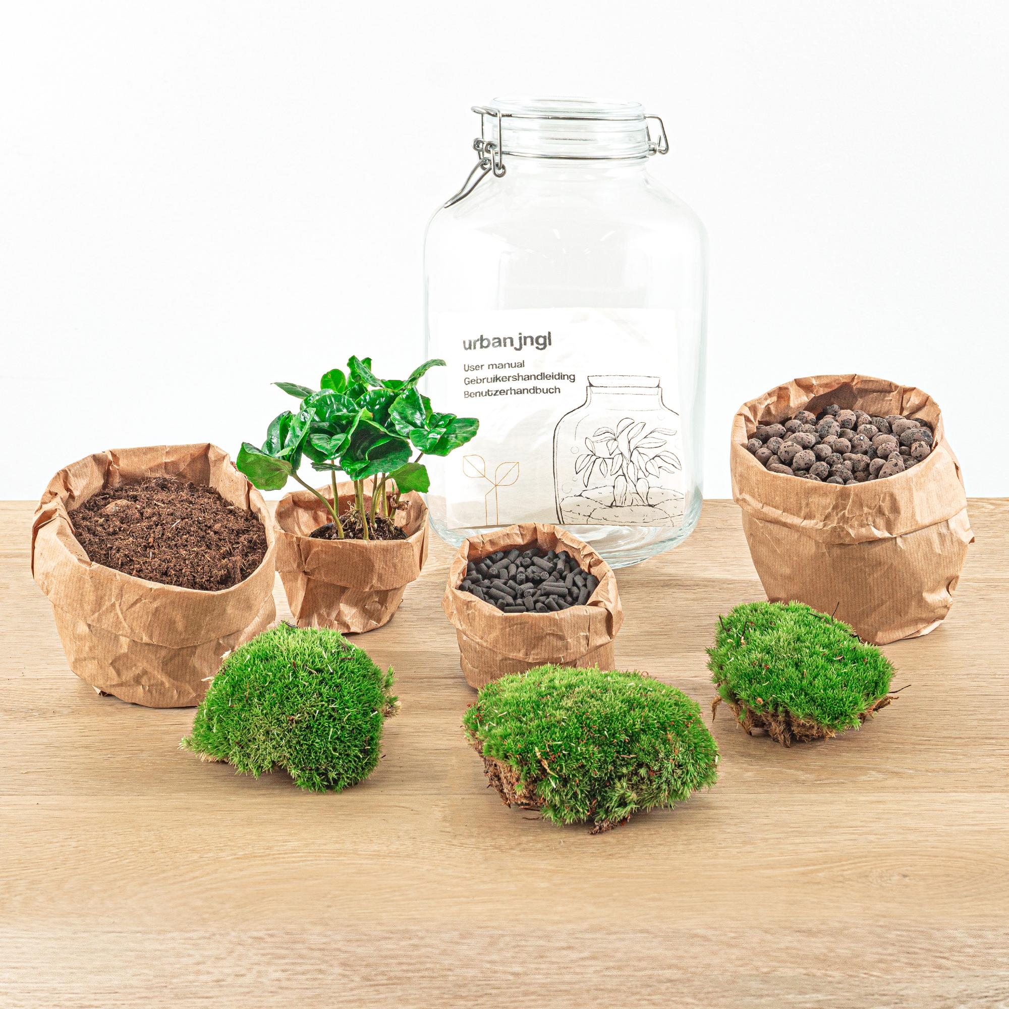 DIY terrarium - Coffea Arabica - ↕ 28 cm - Normal Jar with green plant, moss, soil, and pebbles in paper pots.