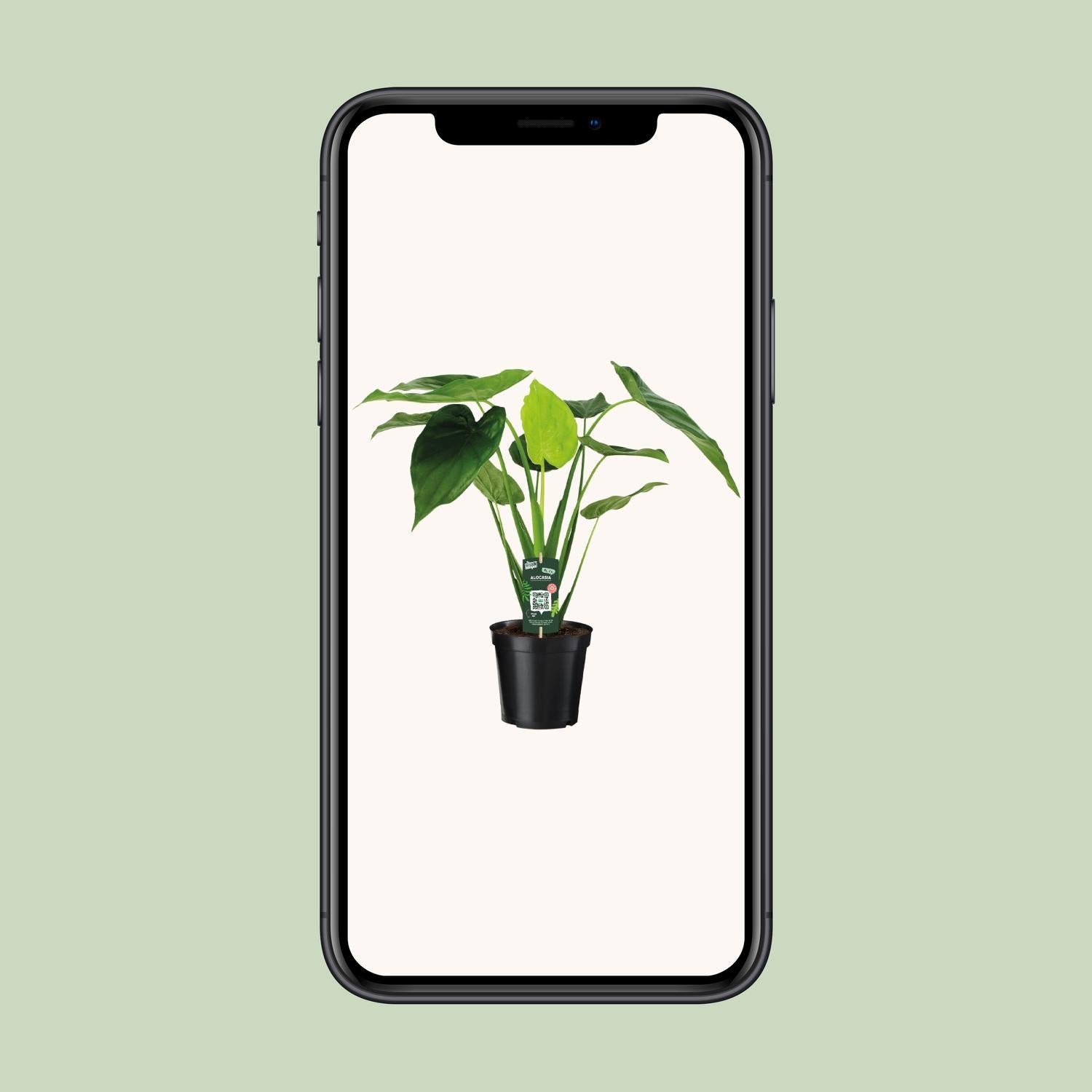 Alocasia Cucullata - Elephant ear - Ø19cm - ↕55cm in black pot, displayed in smartphone, vibrant green leaves.